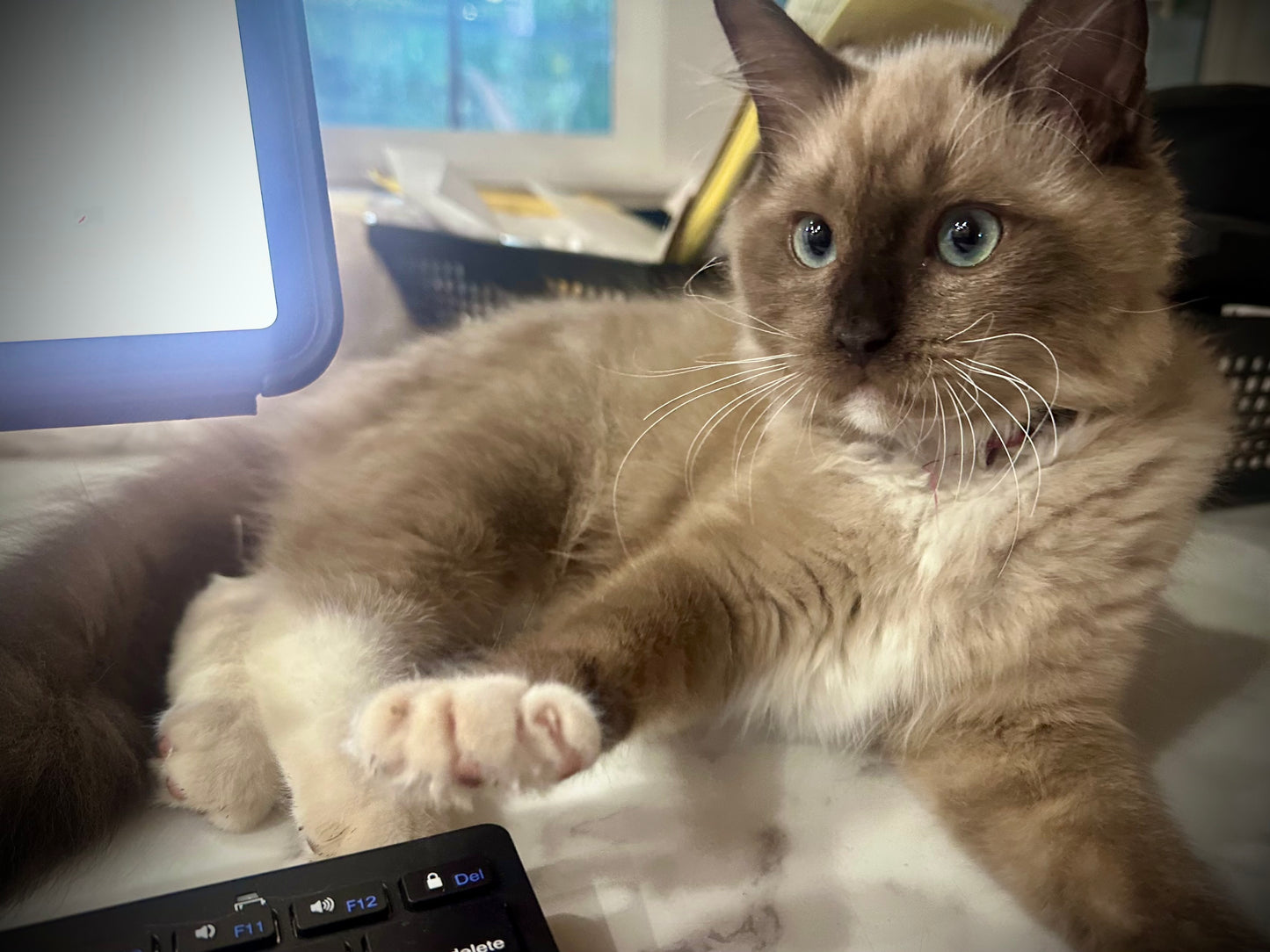 Iced Mocha - Female - UNAVAILABLE