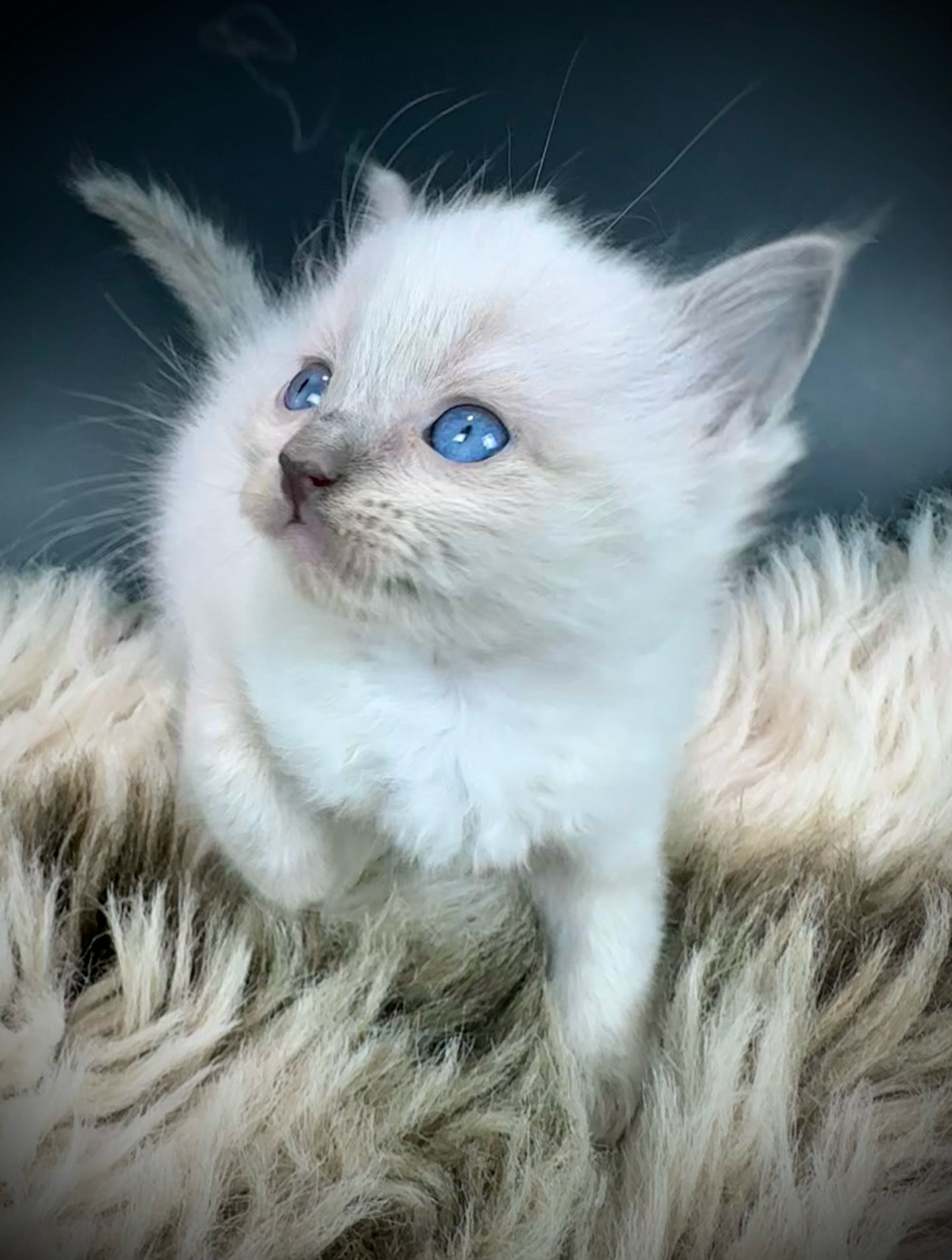 Kitten #4