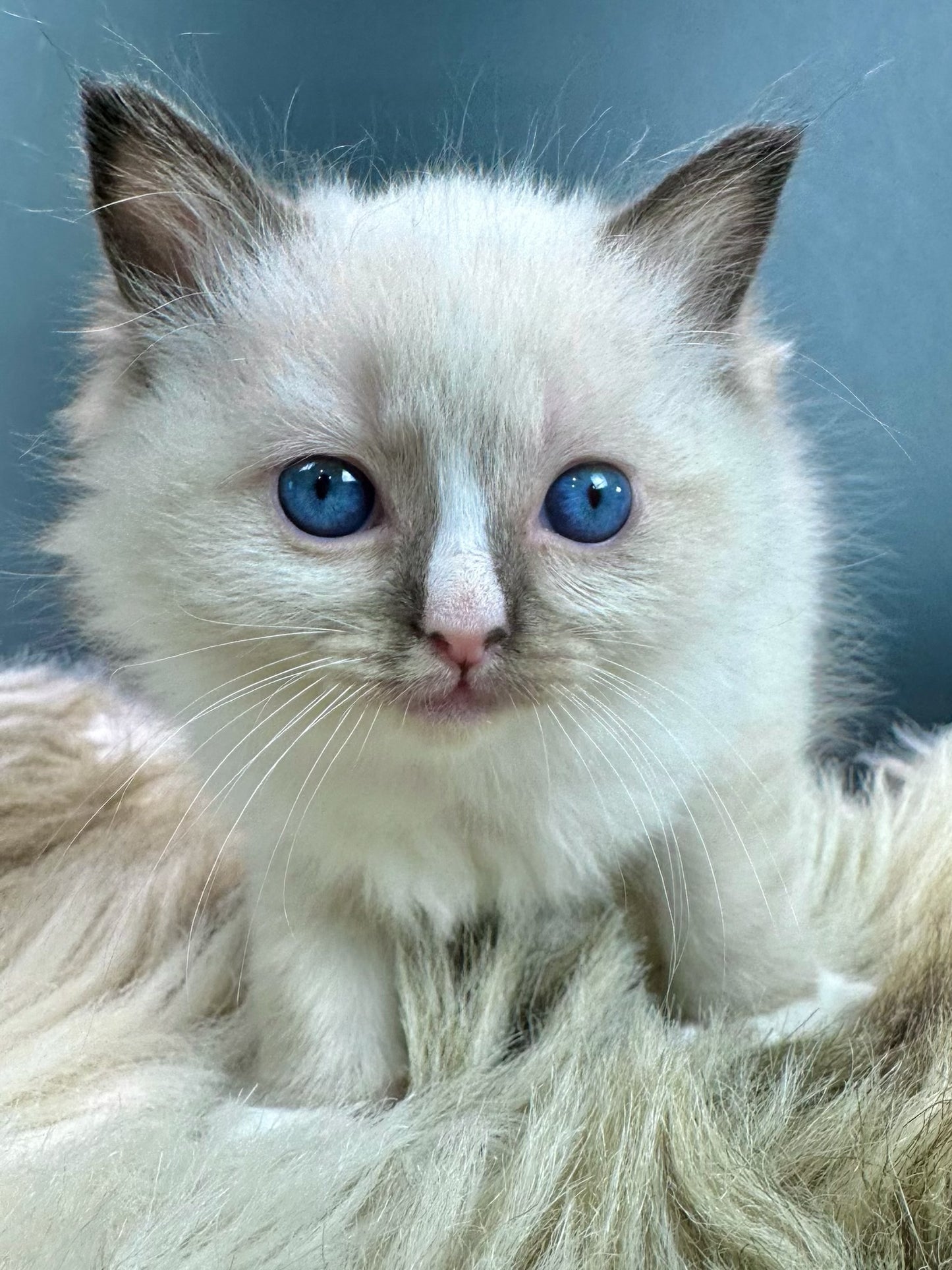 Kitten #5