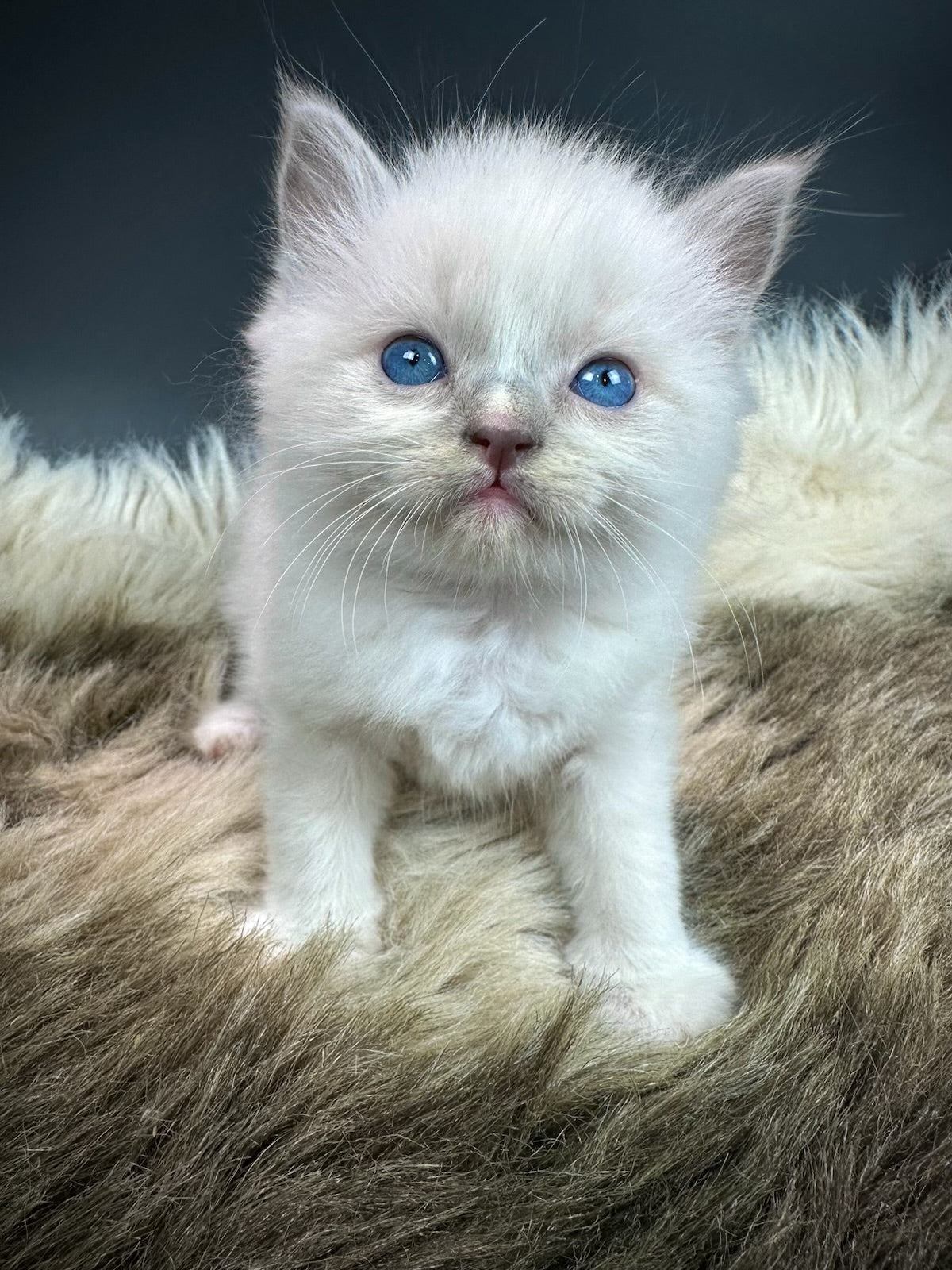 Kitten #3