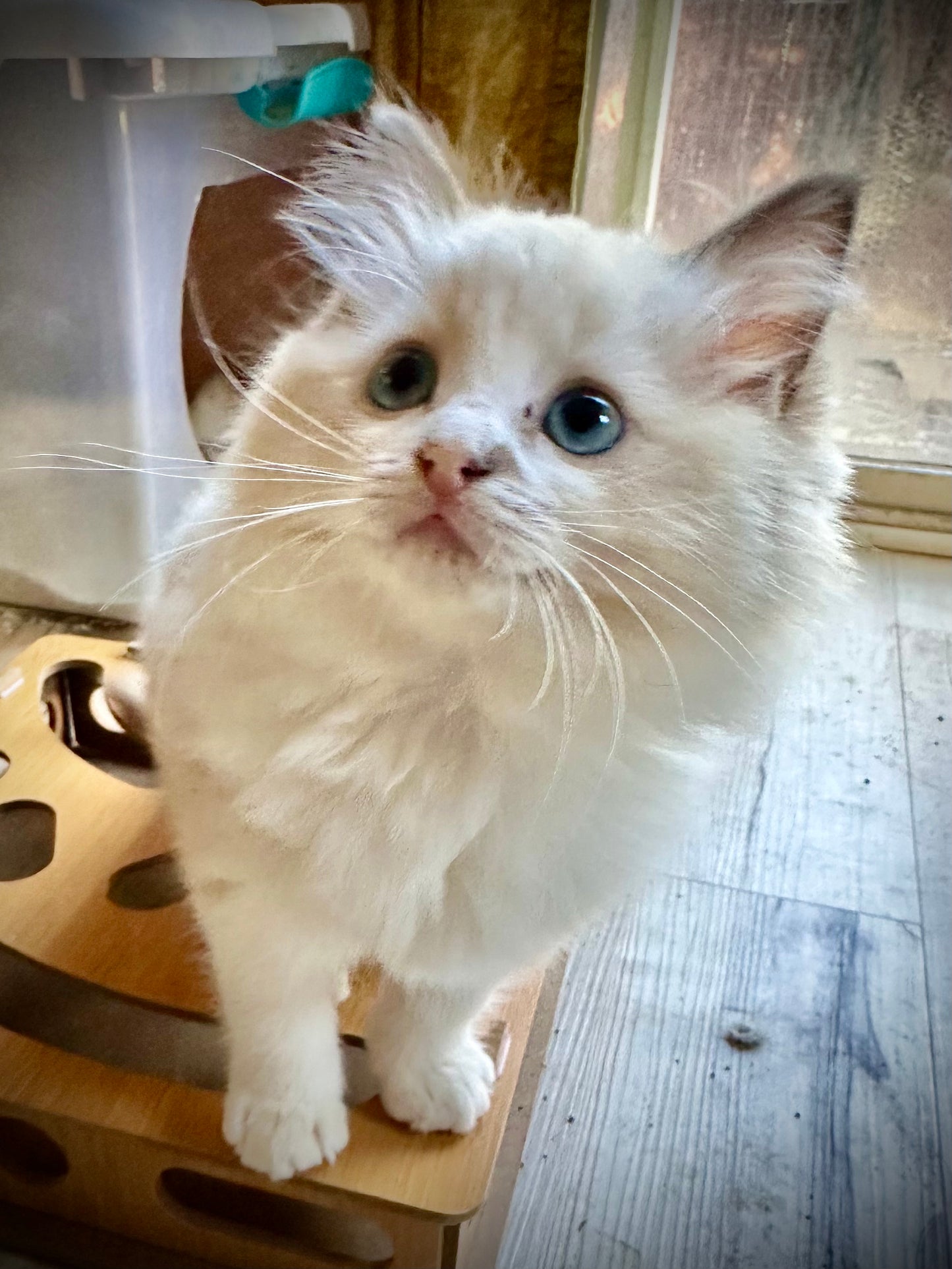 Humbug - Female - UNAVAILABLE