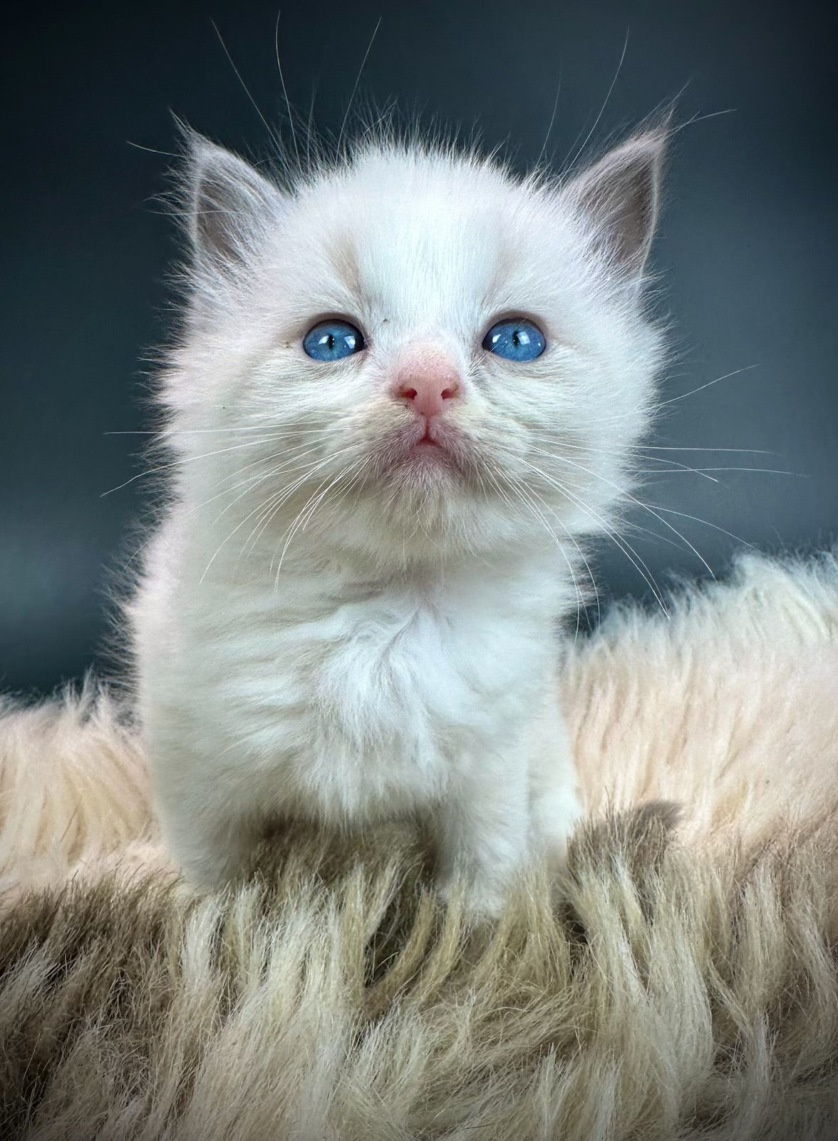 Kitten #6