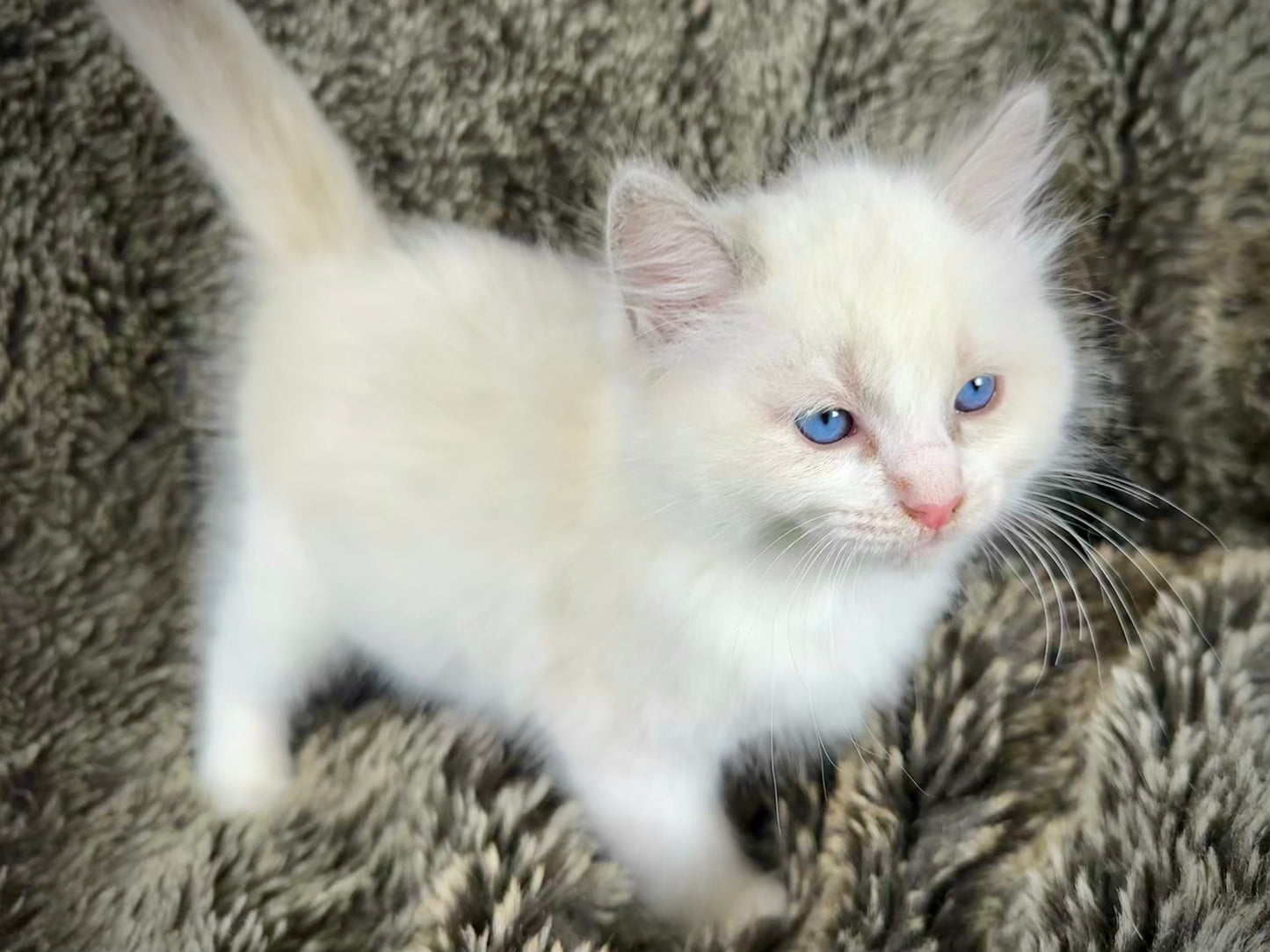 Cassanova - MALE - RESERVED
