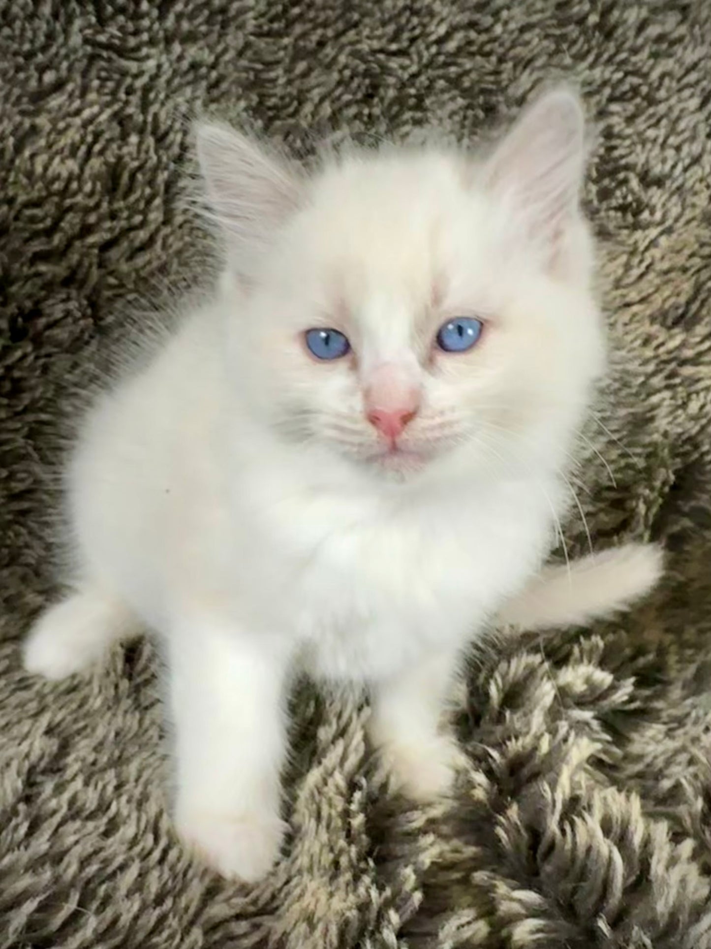 Cassanova - MALE - RESERVED