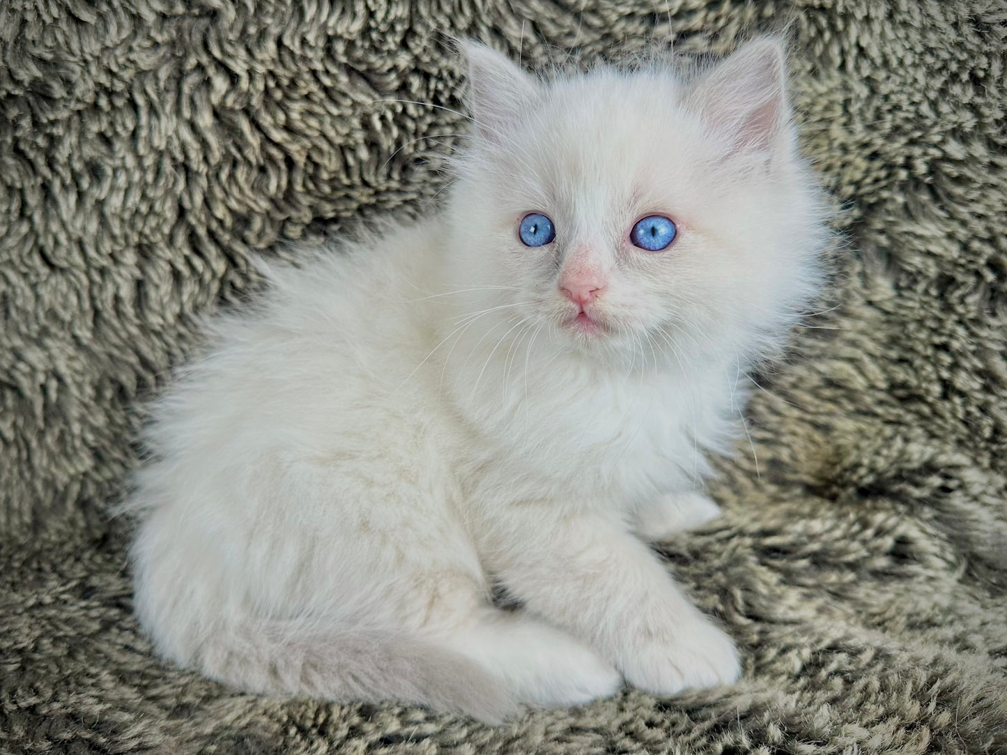 Fanta - Blue Bicolor MALE - RESERVED 5/17/2025