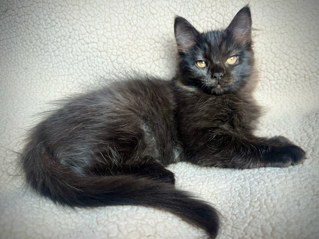 Diva - Female 3/4 Ragdoll/Persian mix - RESERVED