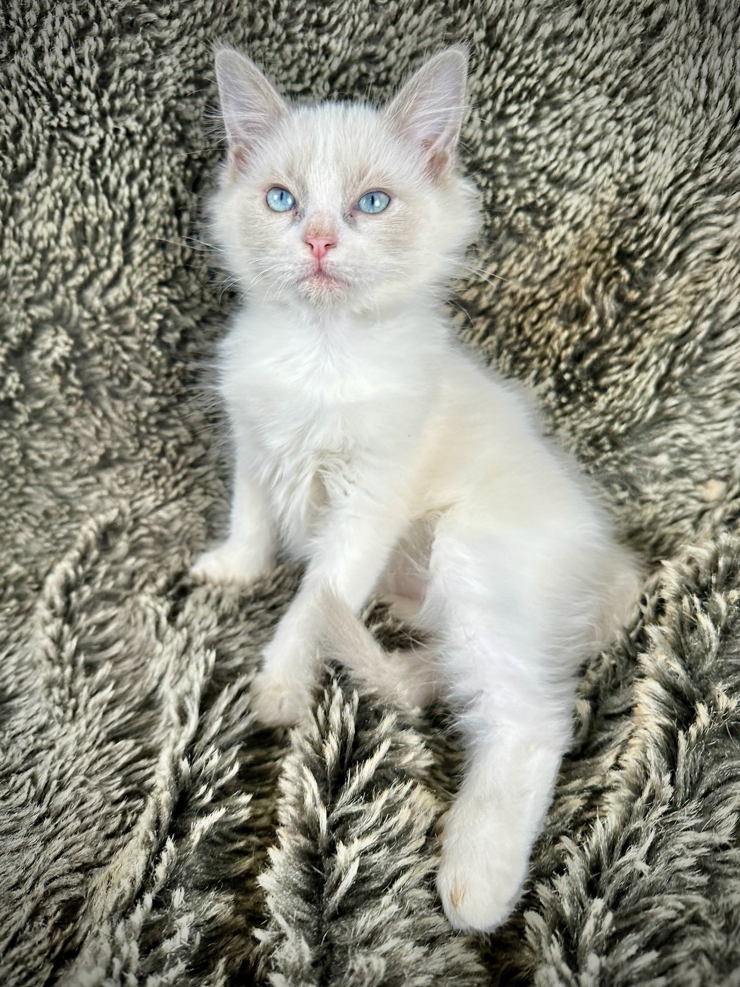 Fattie- Male - RESERVED