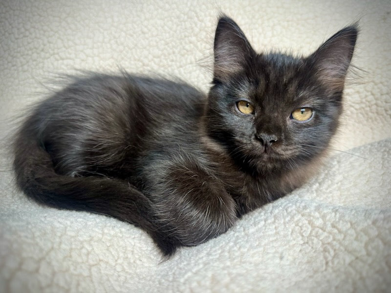 Diva - Female 3/4 Ragdoll/Persian mix - RESERVED