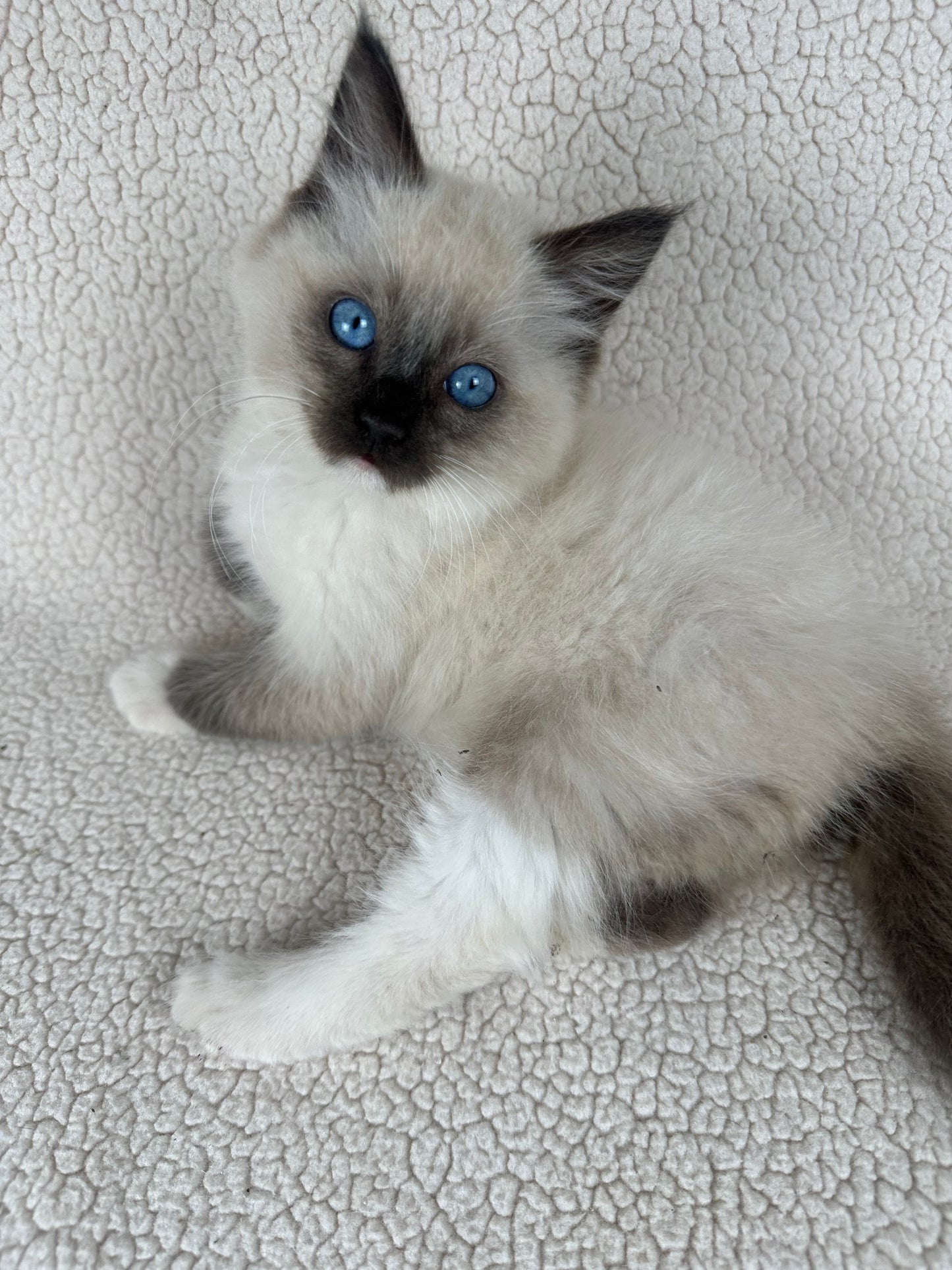 Tarot - Female - UNAVAILABLE