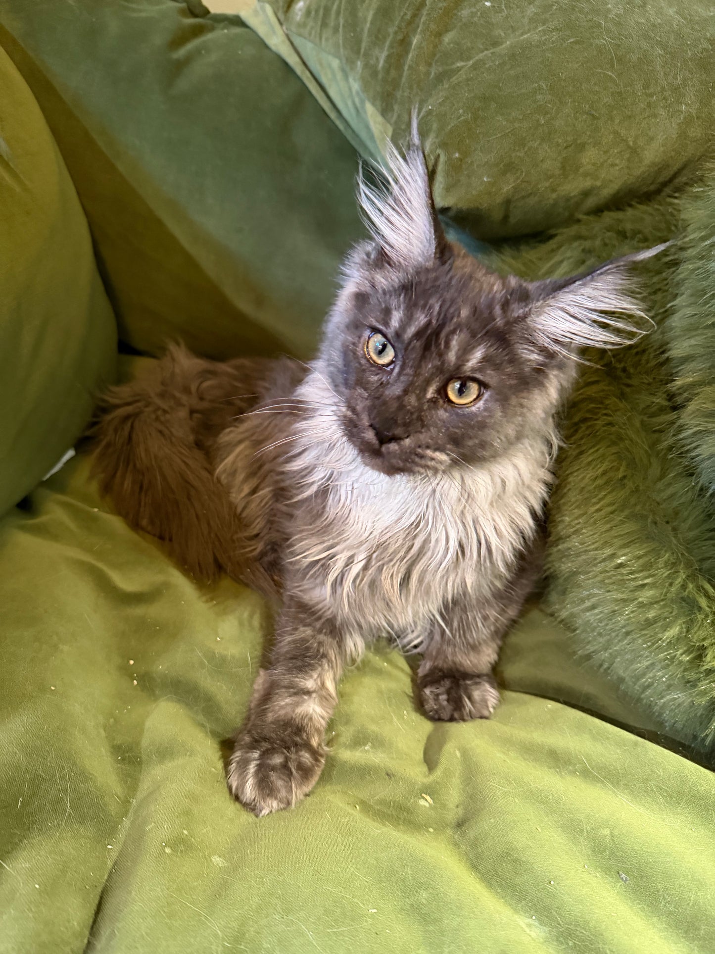 Vesper - FEMALE - black smoke