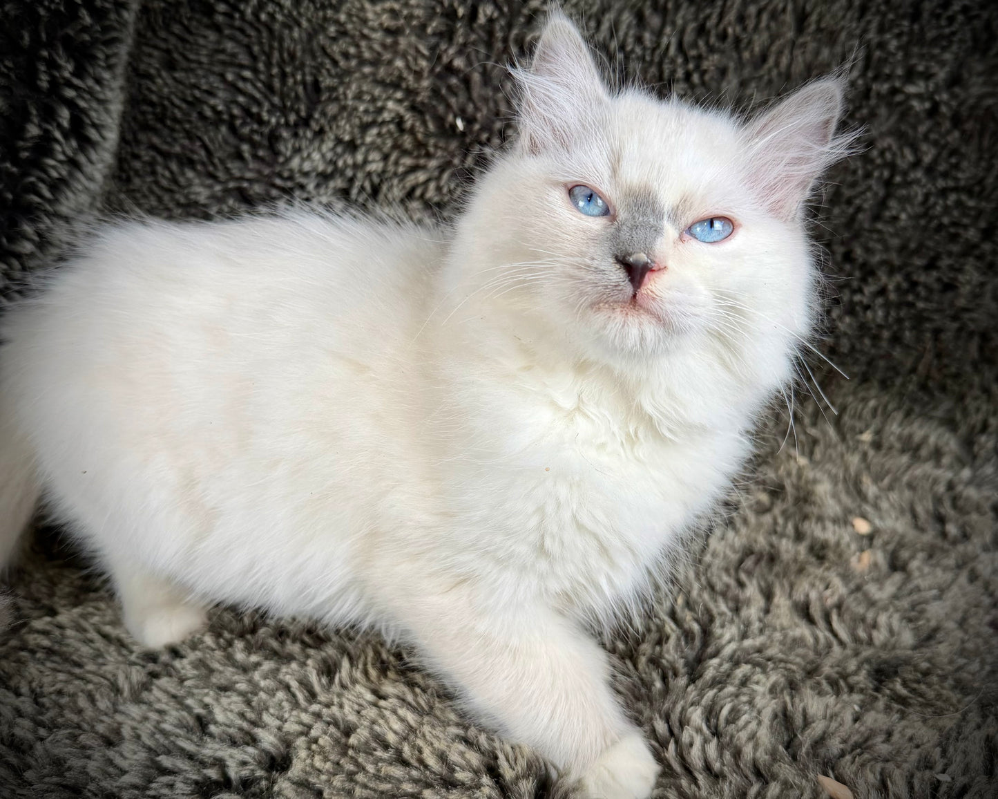 Shortcake - FEMALE - blue cream tortie