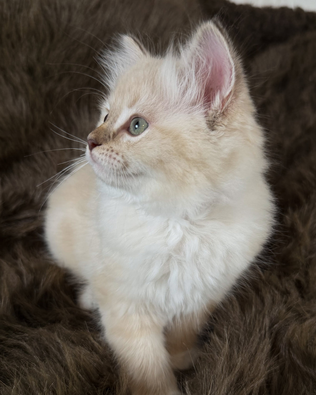 Violetta - FEMALE - Chocolate Mink Lynx Mitted