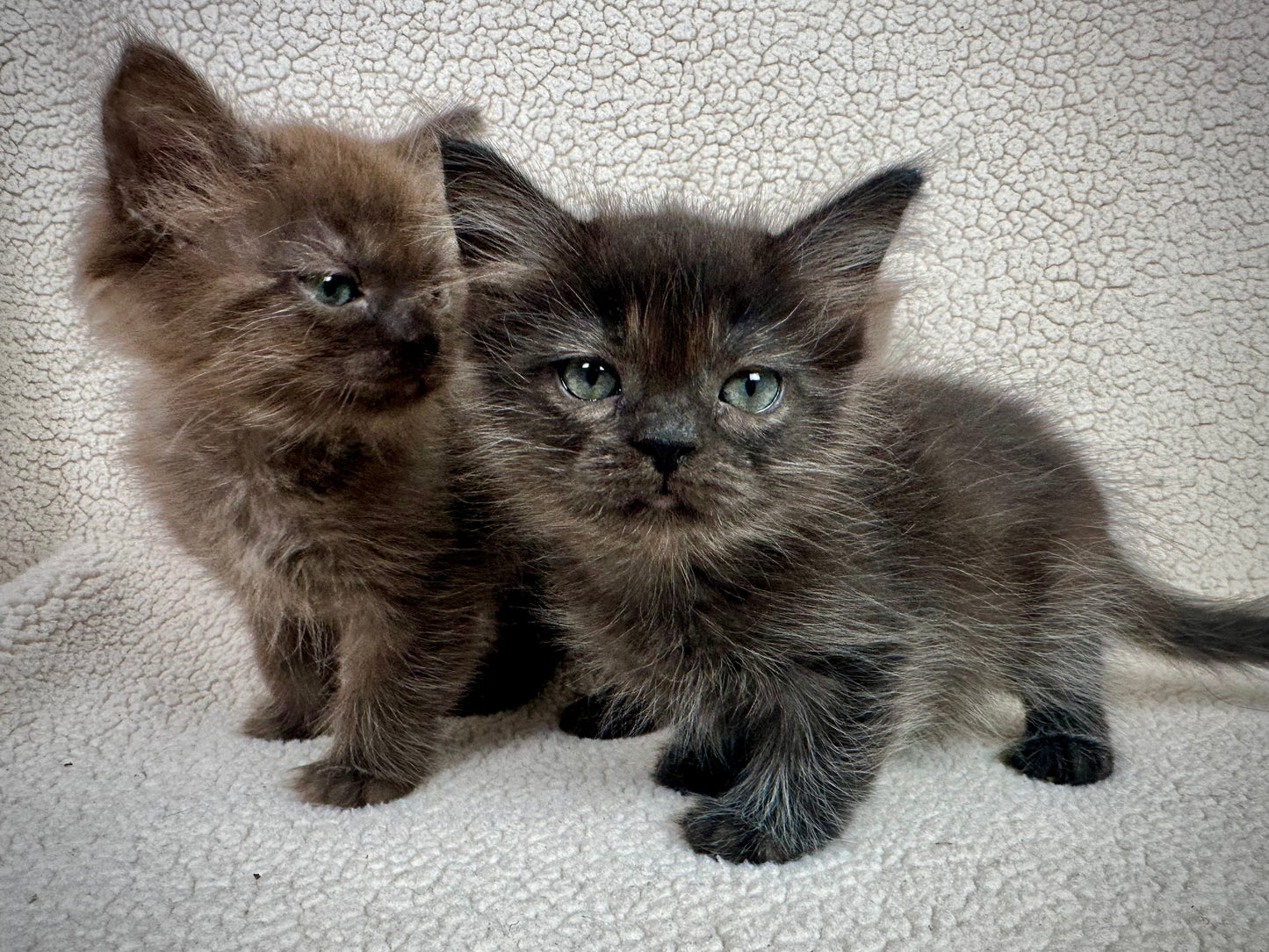 Diva - Female 3/4 Ragdoll/Persian mix - RESERVED