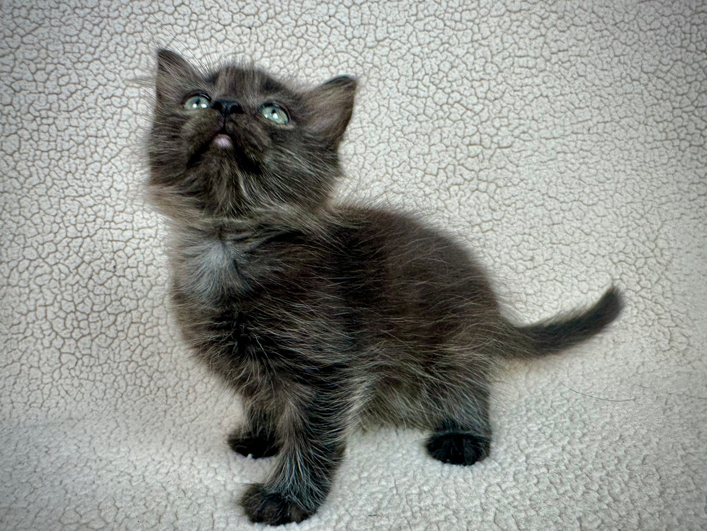 Diva - Female 3/4 Ragdoll/Persian mix - RESERVED