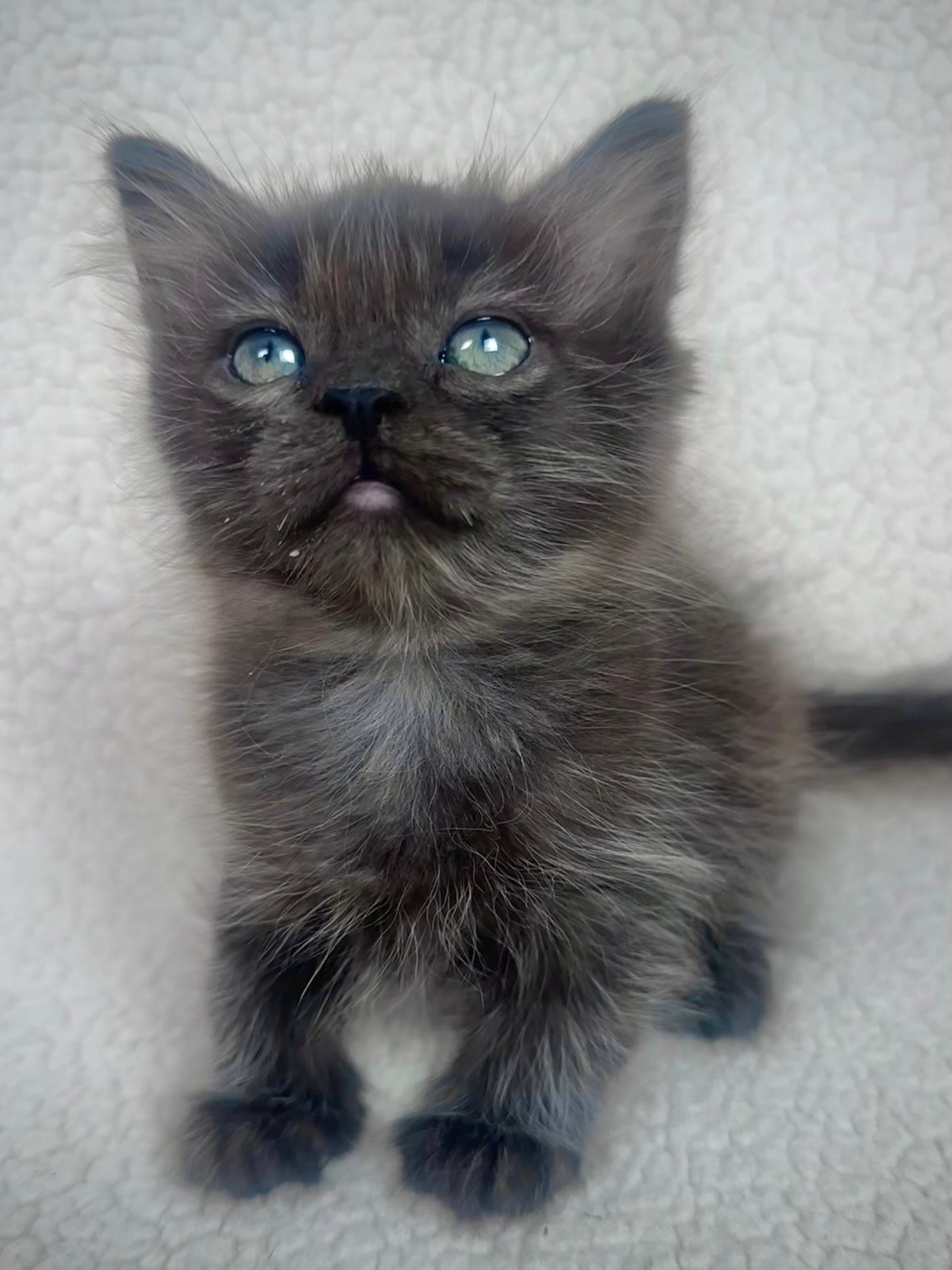 Diva - Female 3/4 Ragdoll/Persian mix - RESERVED