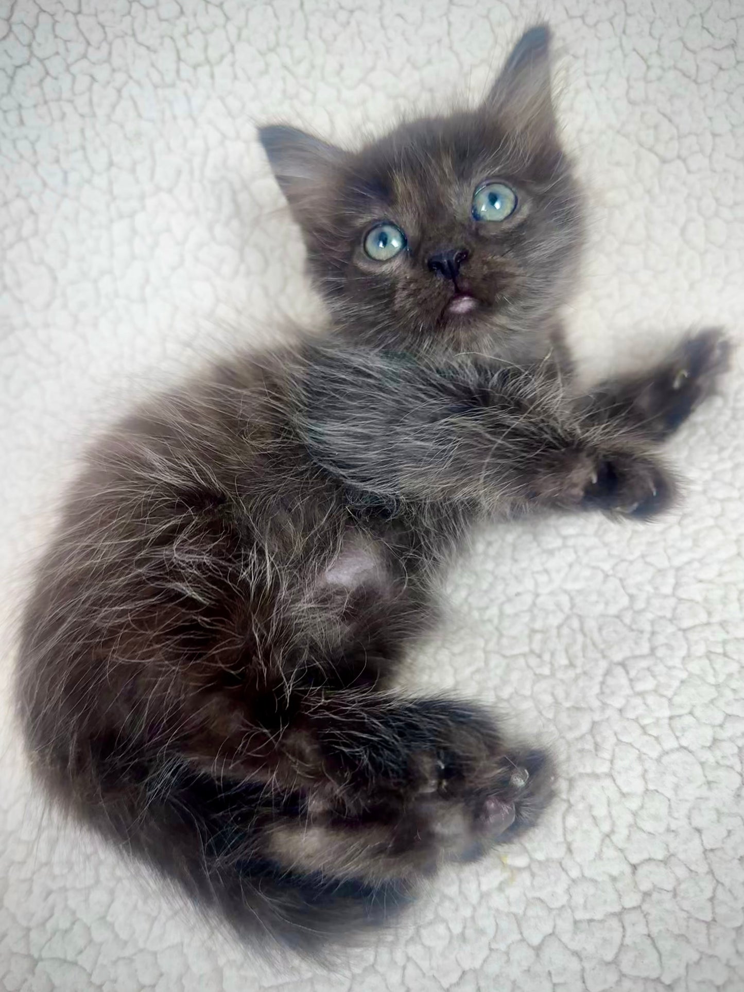 Ella - Female - UNAVAILABLE