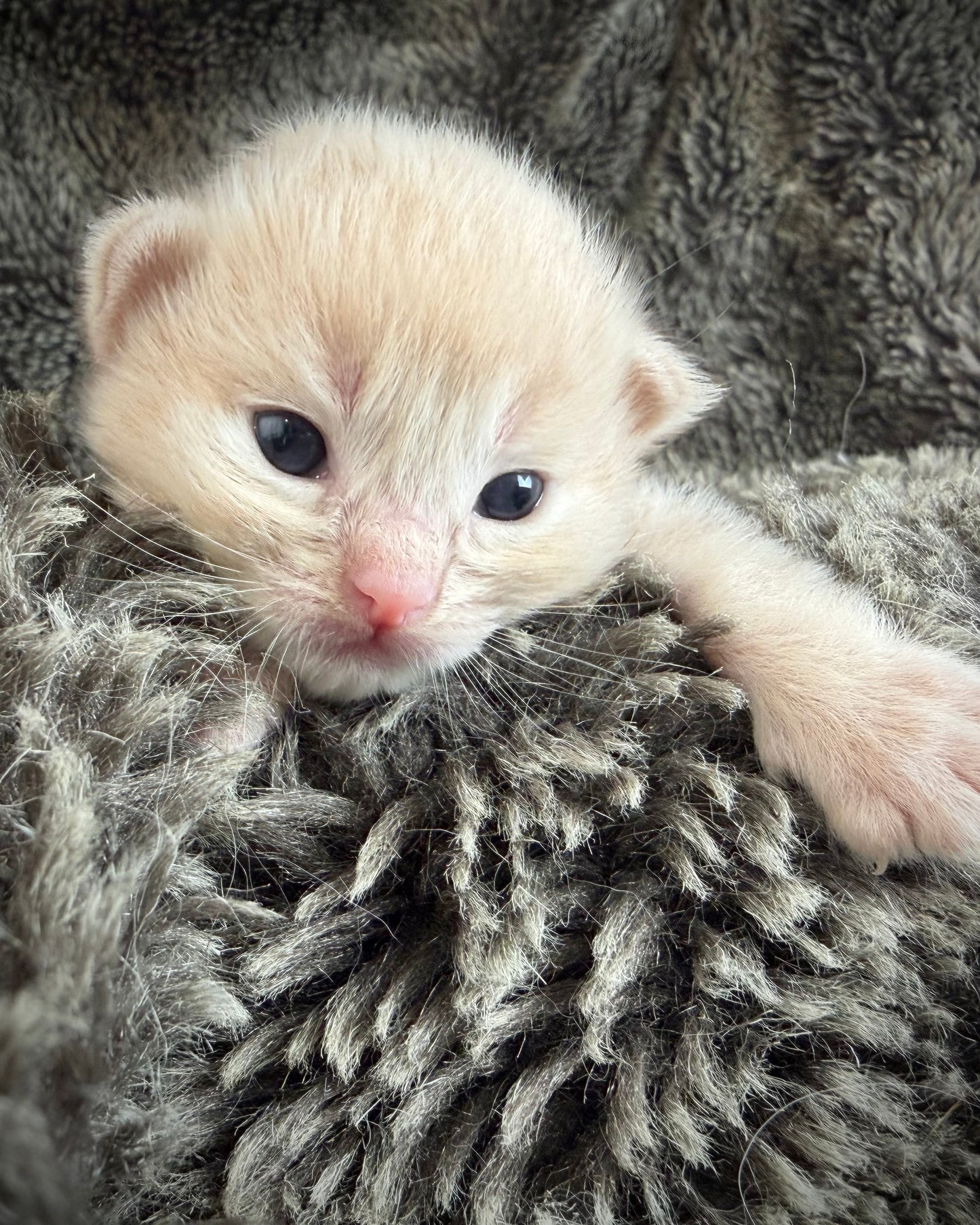Ginger snap - MALE - Flame/cream solid