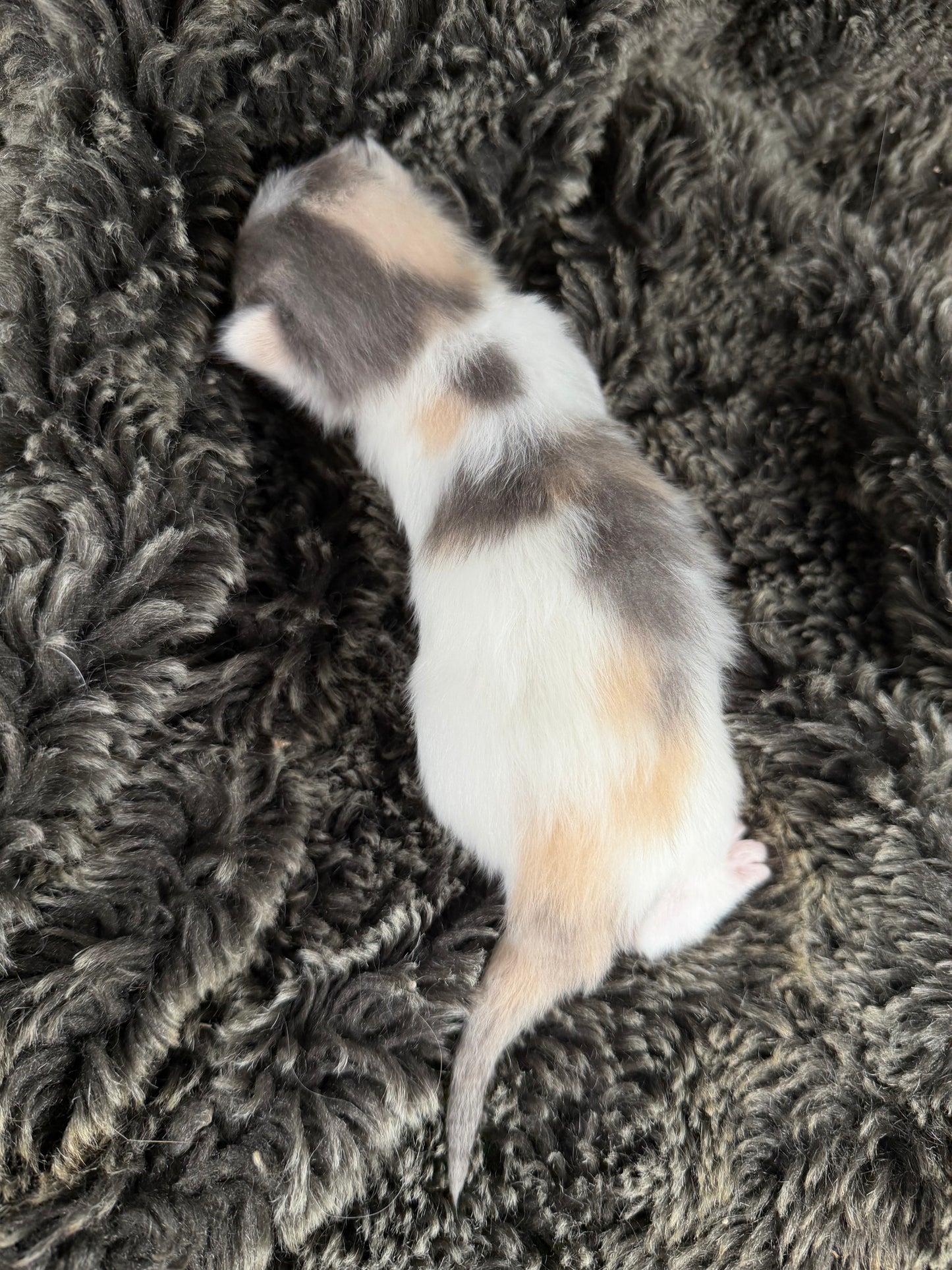 Biscotti - FEMALE - Blue Tortie Bicolor solid