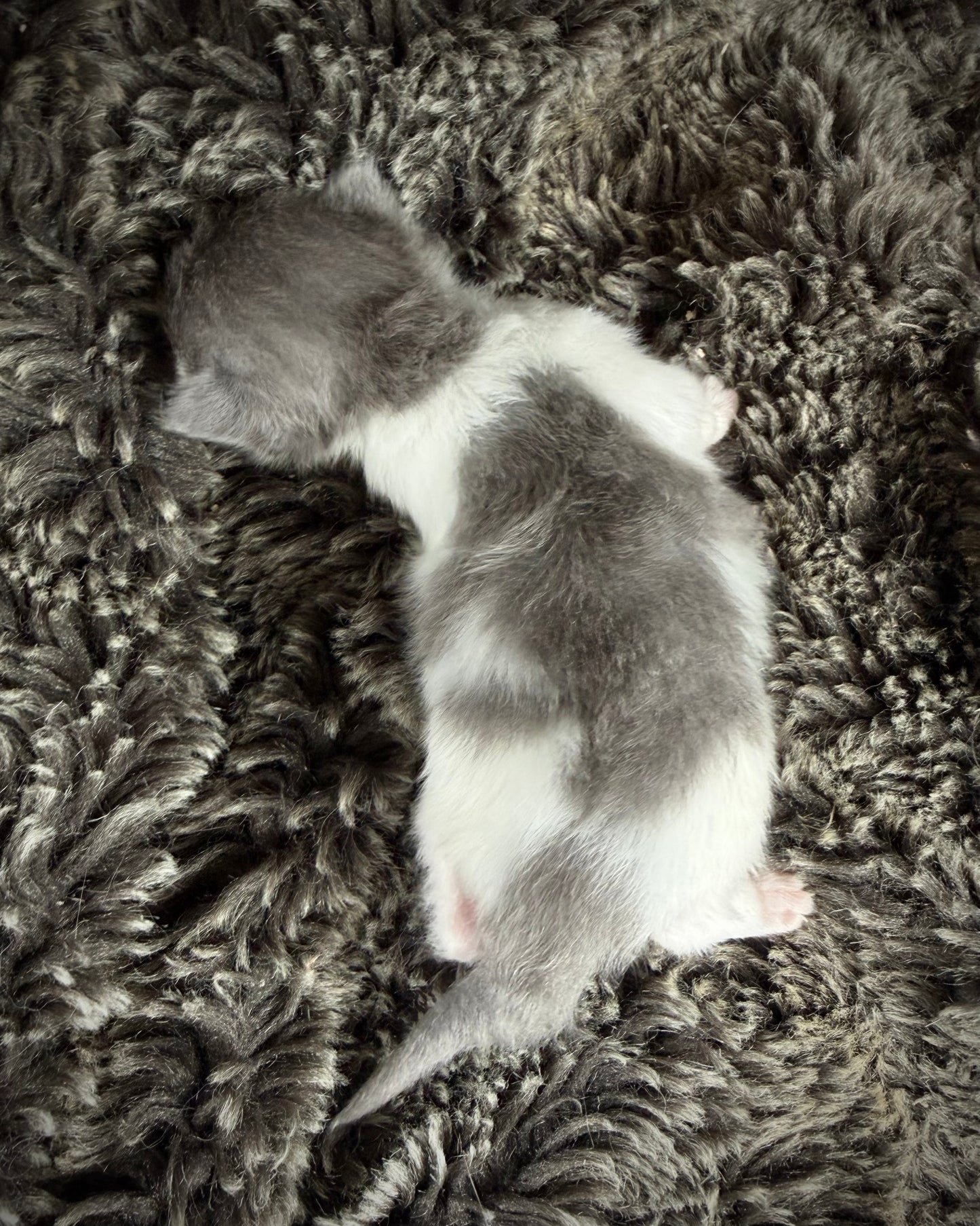 - FEMALE - chocolate mink