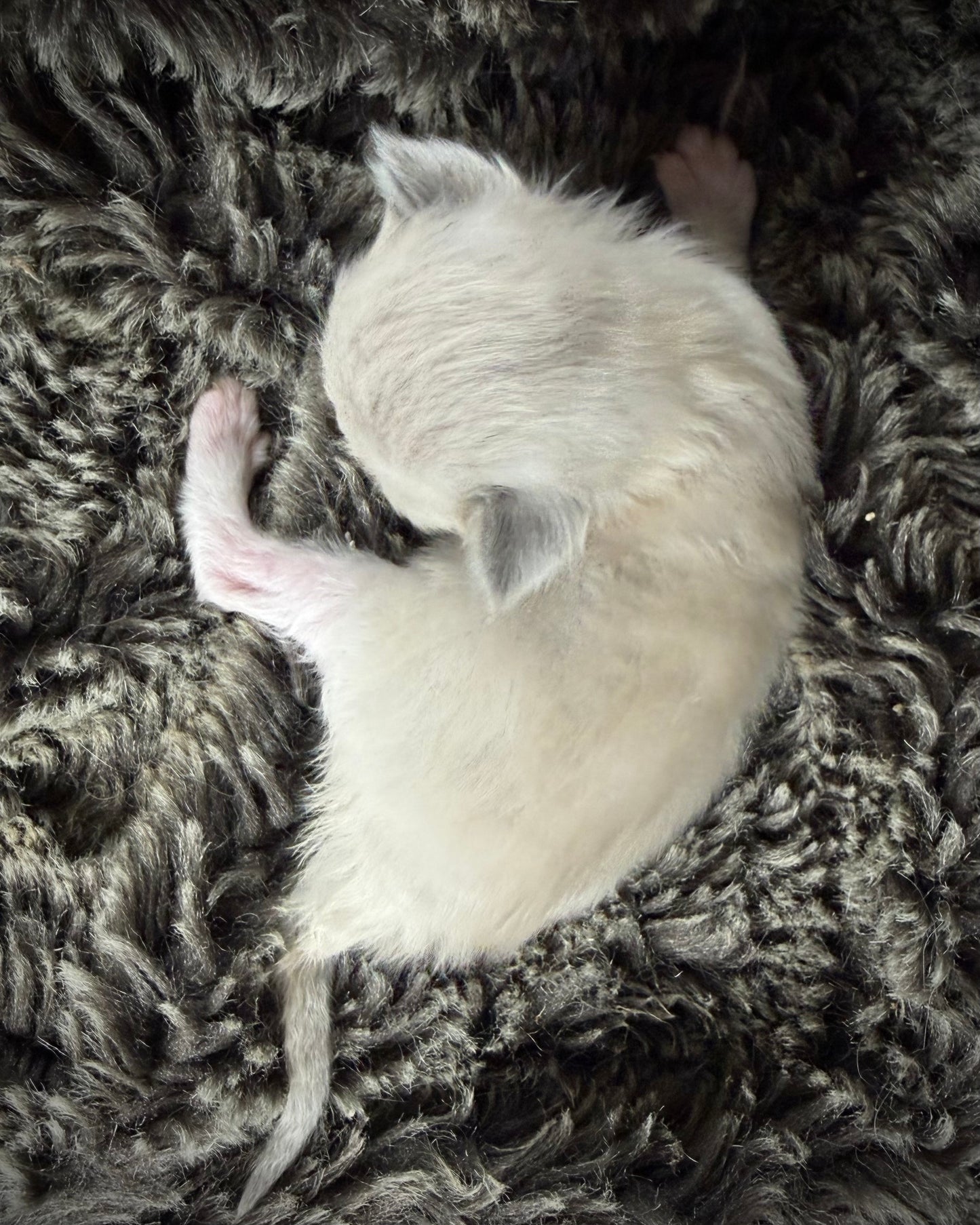 Snickerdoodle - MALE - blue sepia
