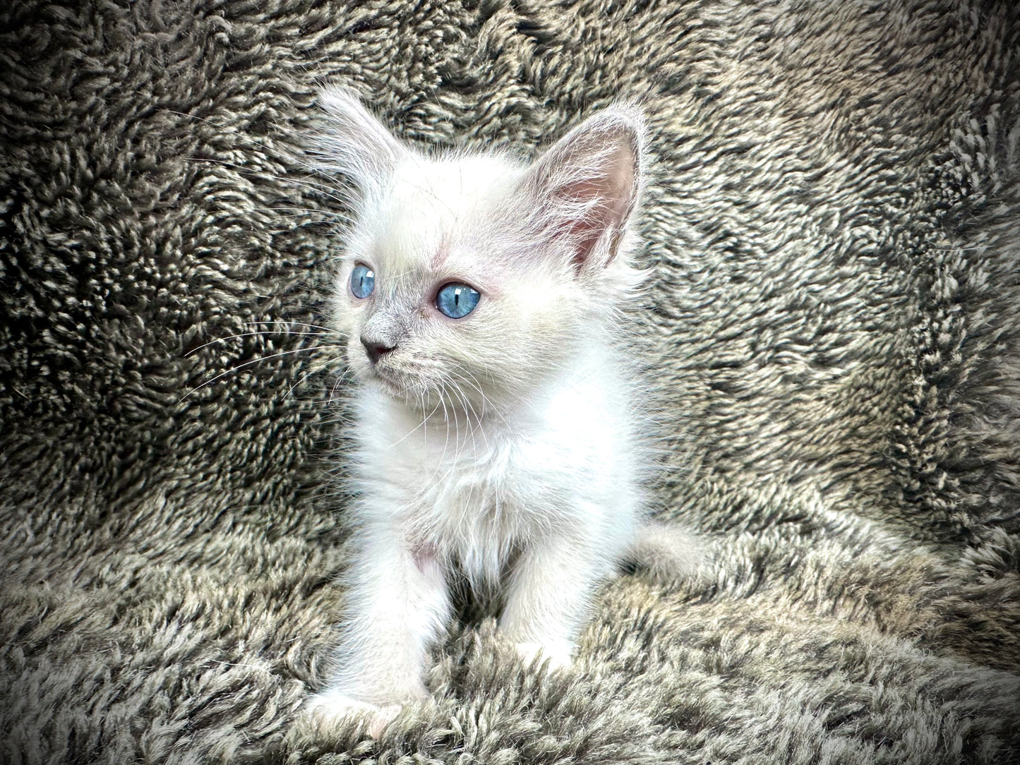 Peppermint - FEMALE - UNAVAILABLE