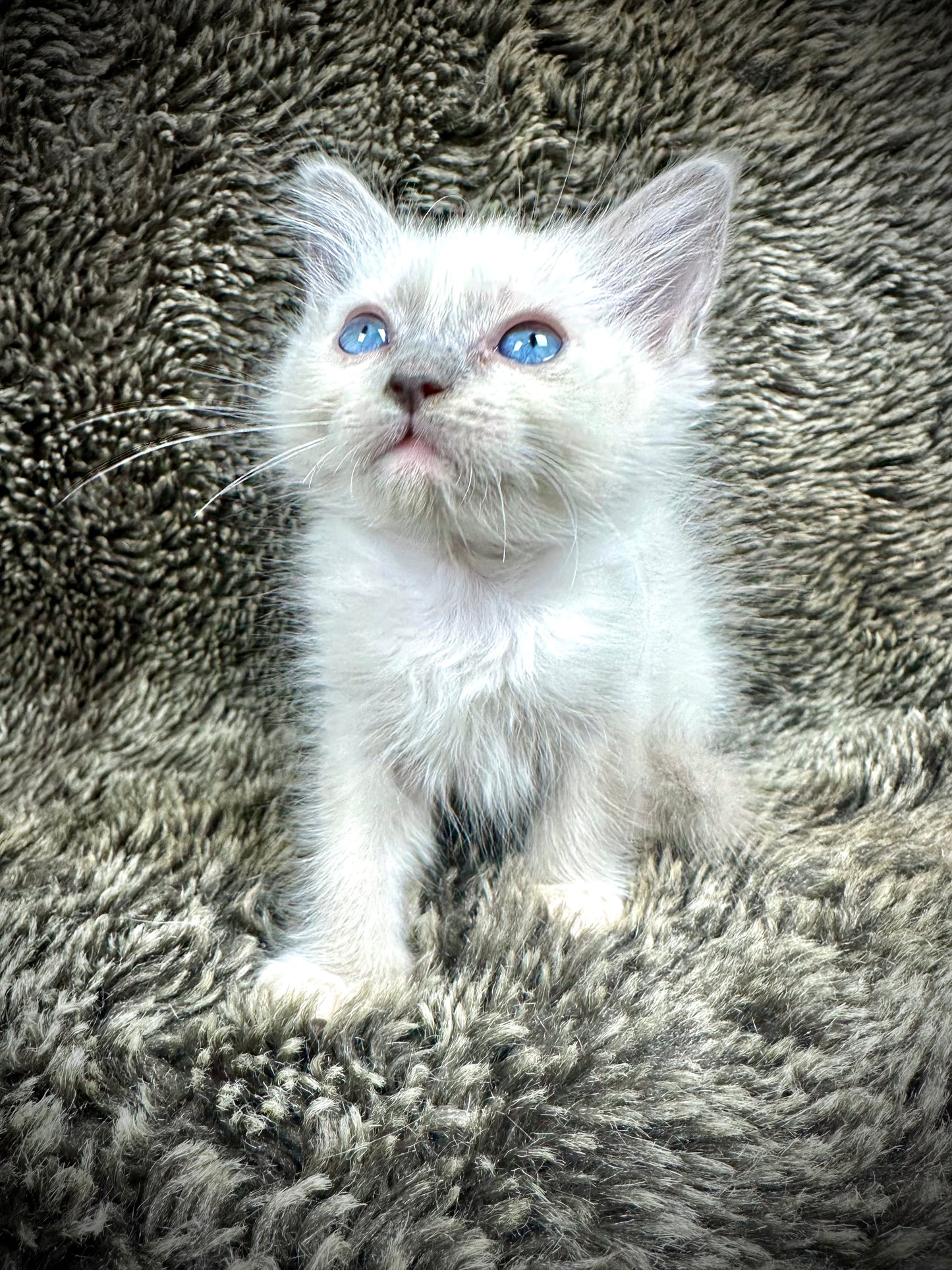 Peppermint - FEMALE - UNAVAILABLE