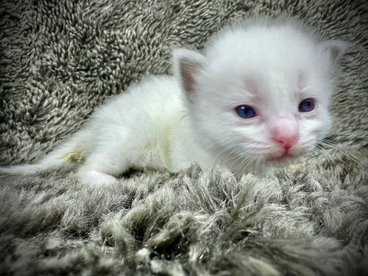 Cassanova - MALE - RESERVED