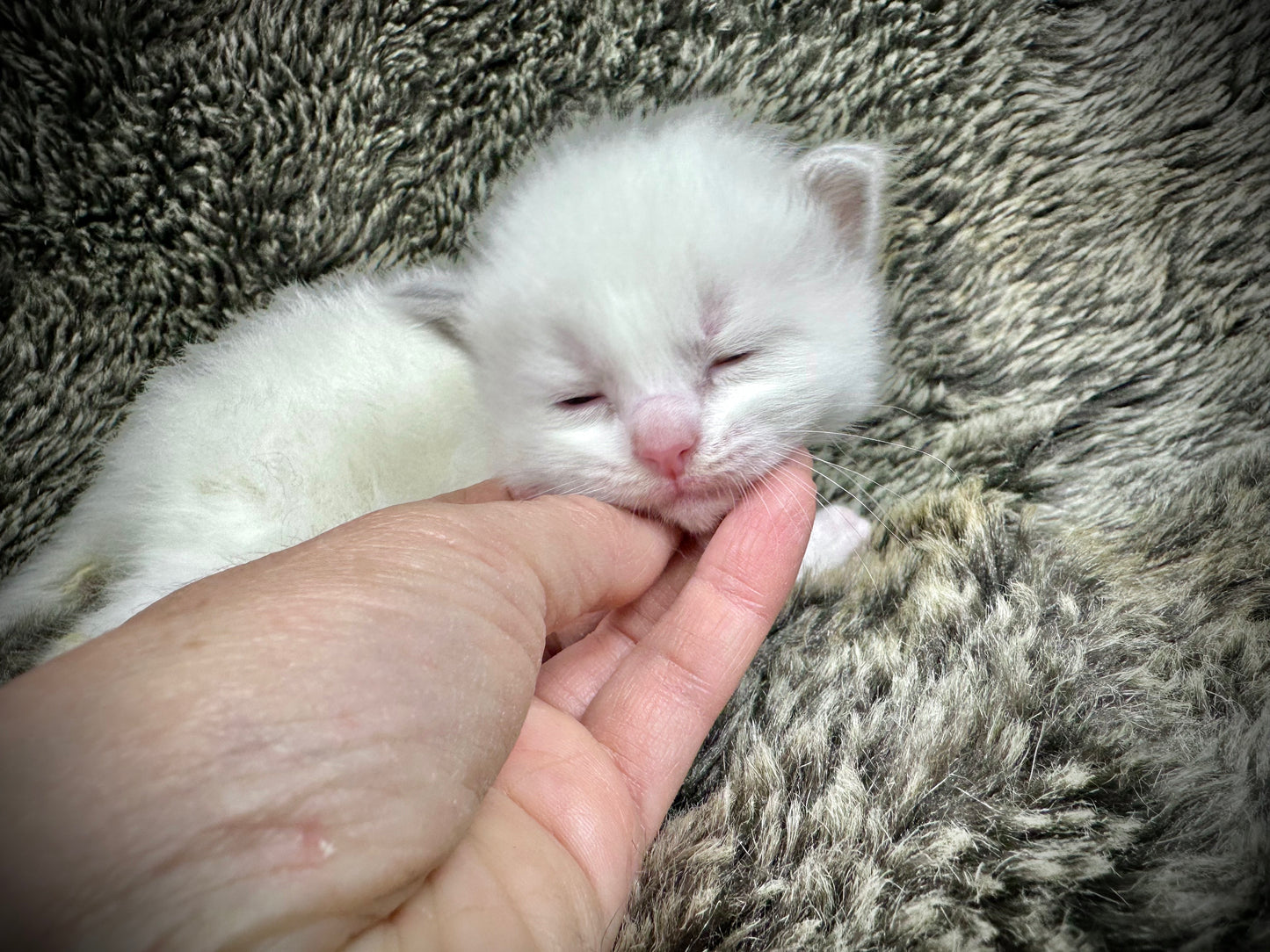Cassanova - MALE - RESERVED