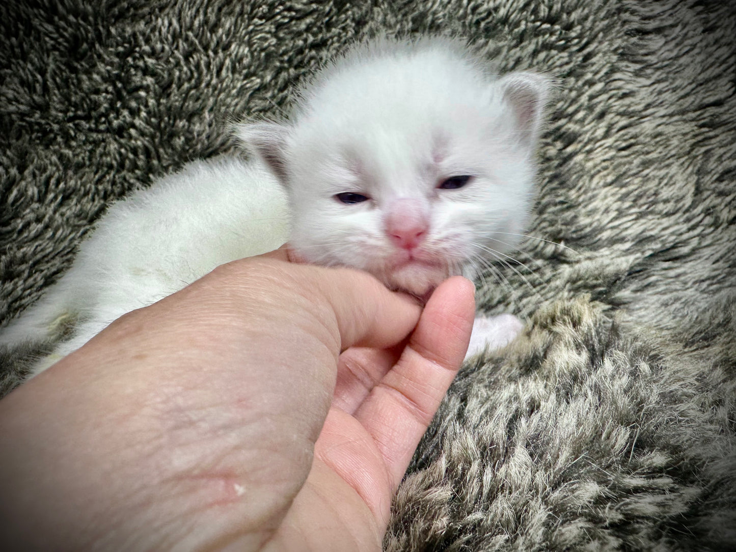 Cassanova - MALE - RESERVED