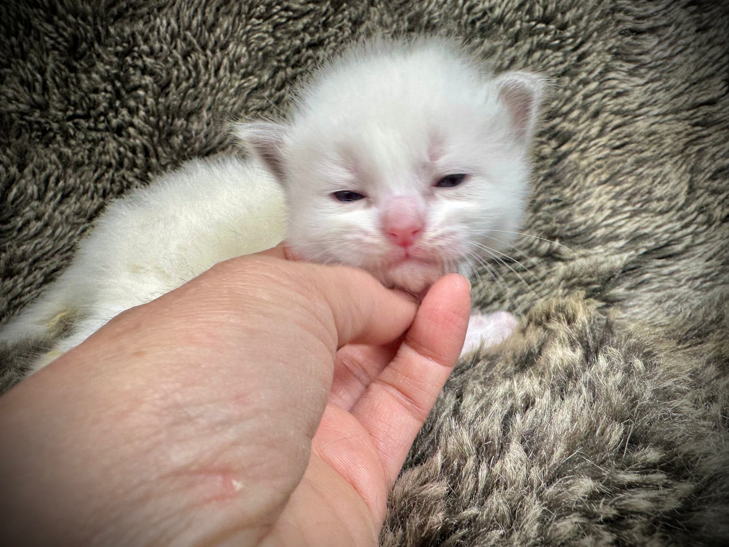 Lovebug - FEMALE - UNAVAILABLE