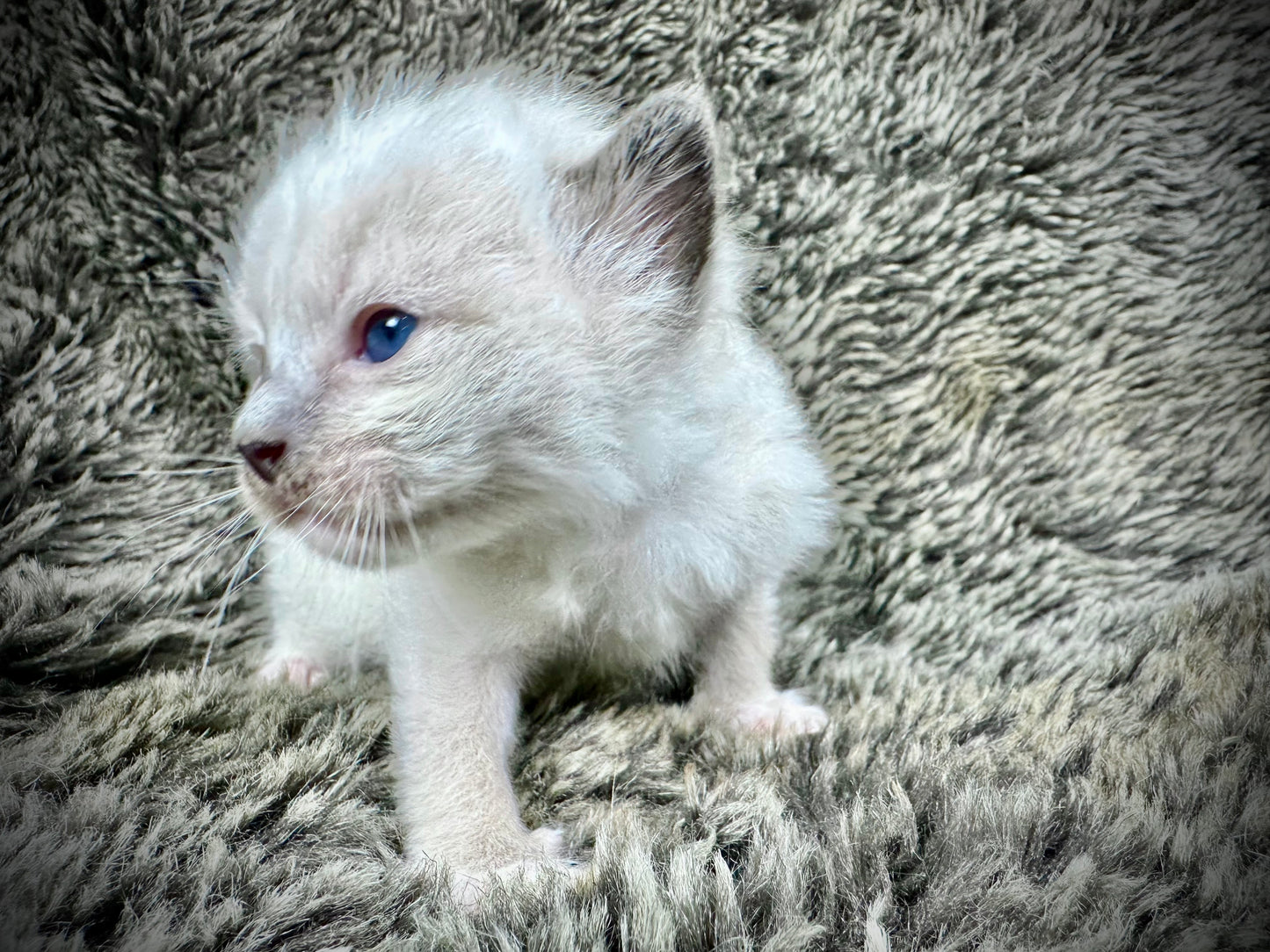 Aphrodite - FEMALE - Reserved