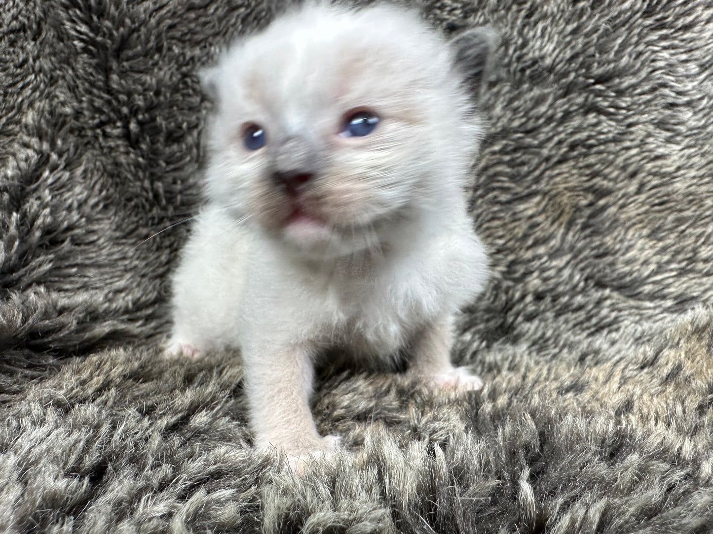 Aphrodite - FEMALE - Reserved