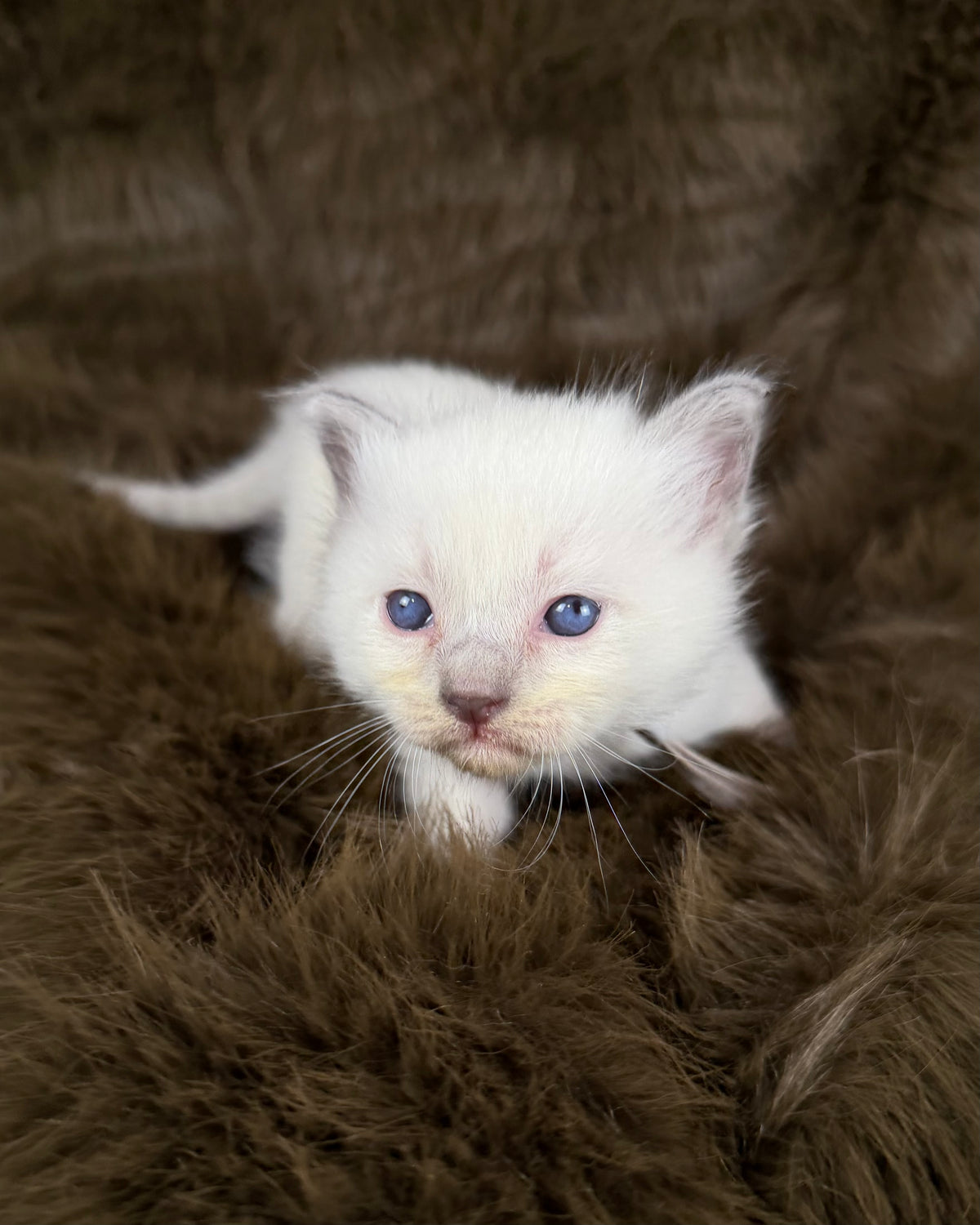 Orion - Blue point Mitted - TRADITIONAL MALE