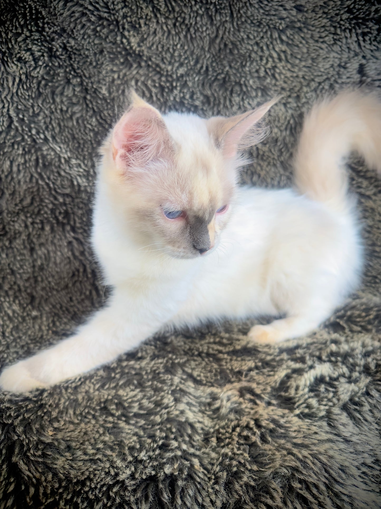 Zelda - chocolate/cream tortie - FEMALE - AVAILABLE - 6/5/25