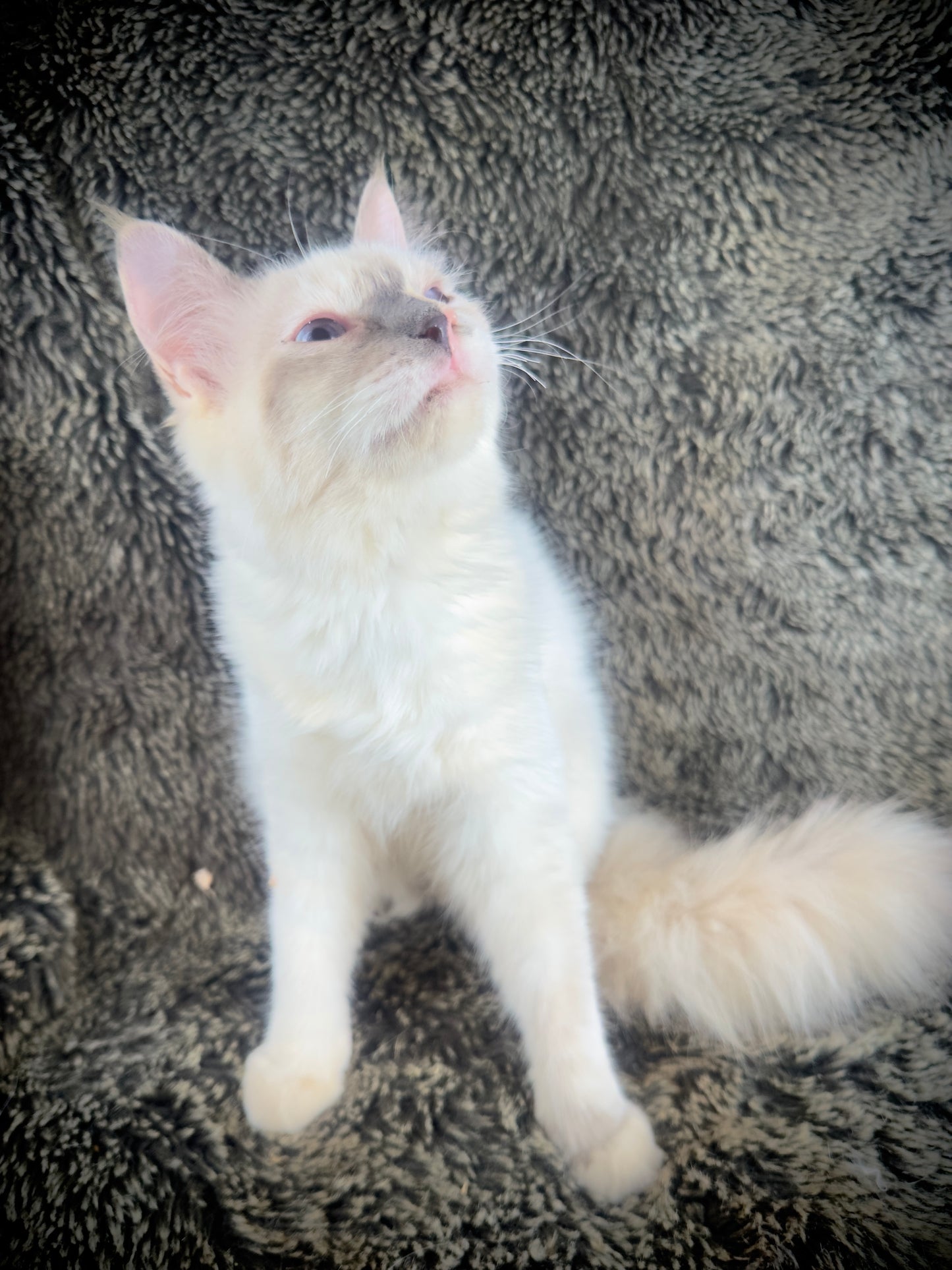 Zelda - chocolate/cream tortie - FEMALE - AVAILABLE - 6/5/25