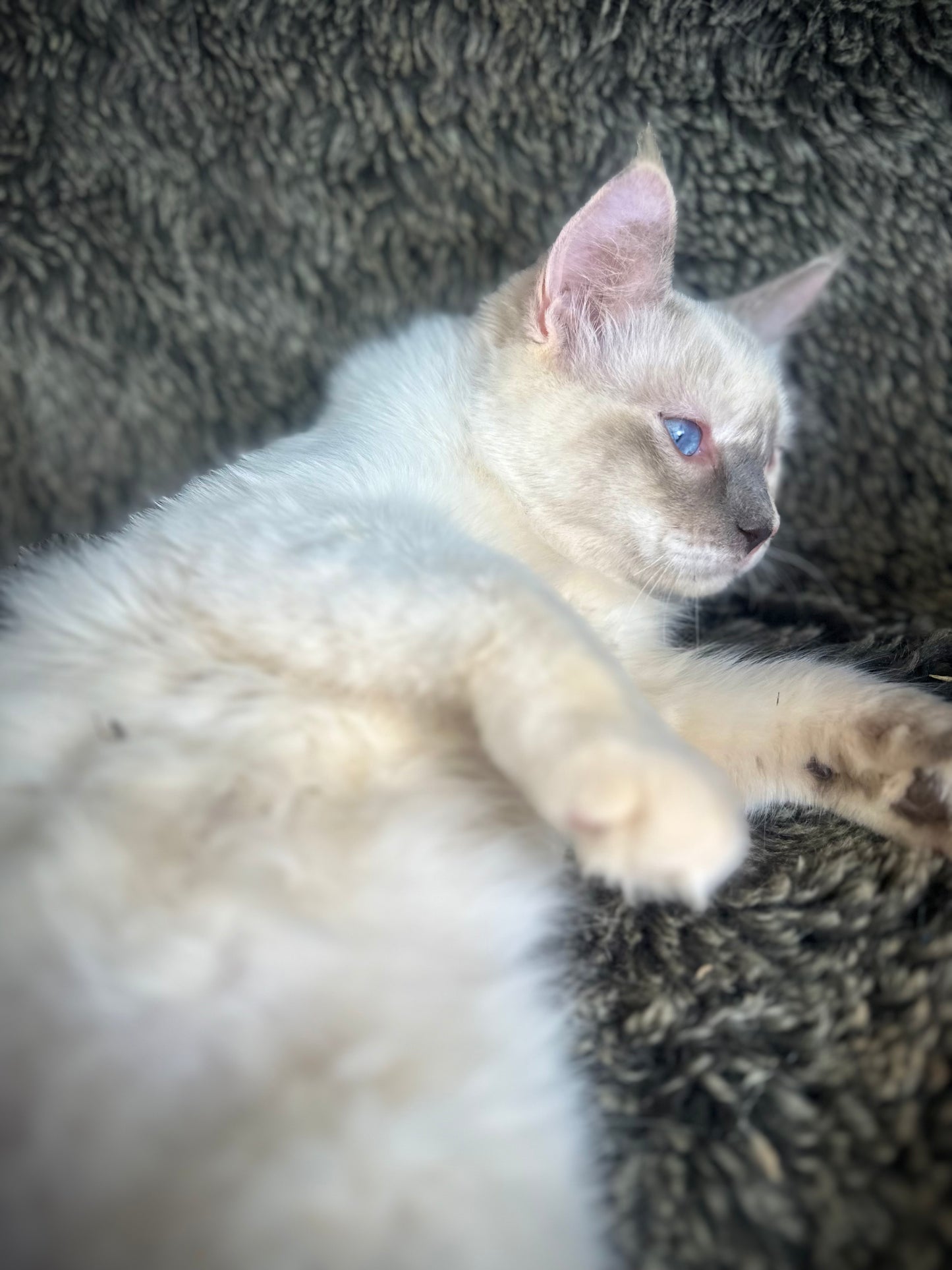 Zelda - chocolate/cream tortie - FEMALE - AVAILABLE - 6/5/25