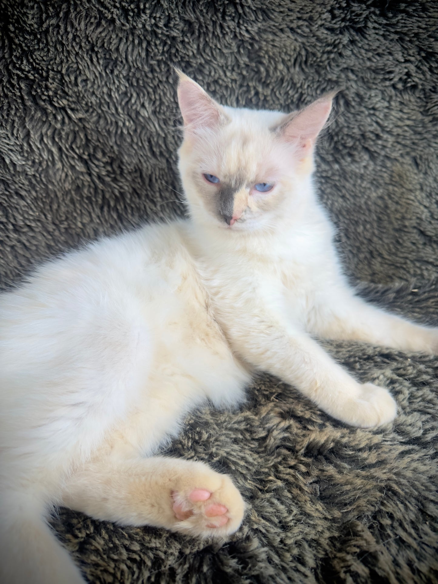 Zelda - chocolate/cream tortie - FEMALE - AVAILABLE - 6/5/25