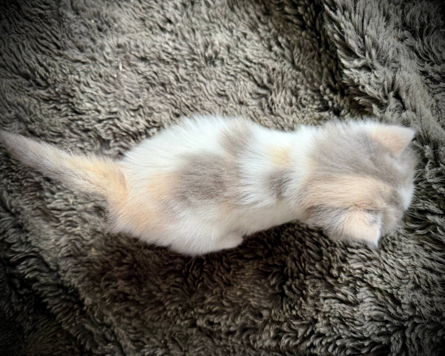 Biscotti - FEMALE - Blue Tortie Bicolor solid