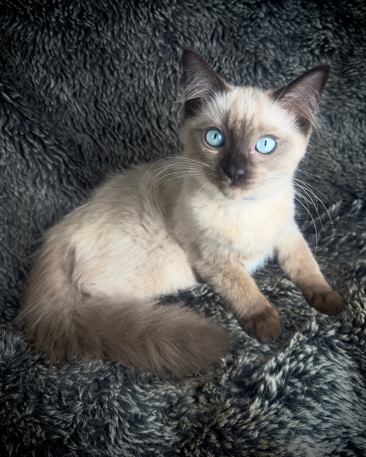 Bon Bon - Sepia Seal - FEMALE - AVAILABLE 8/2/25