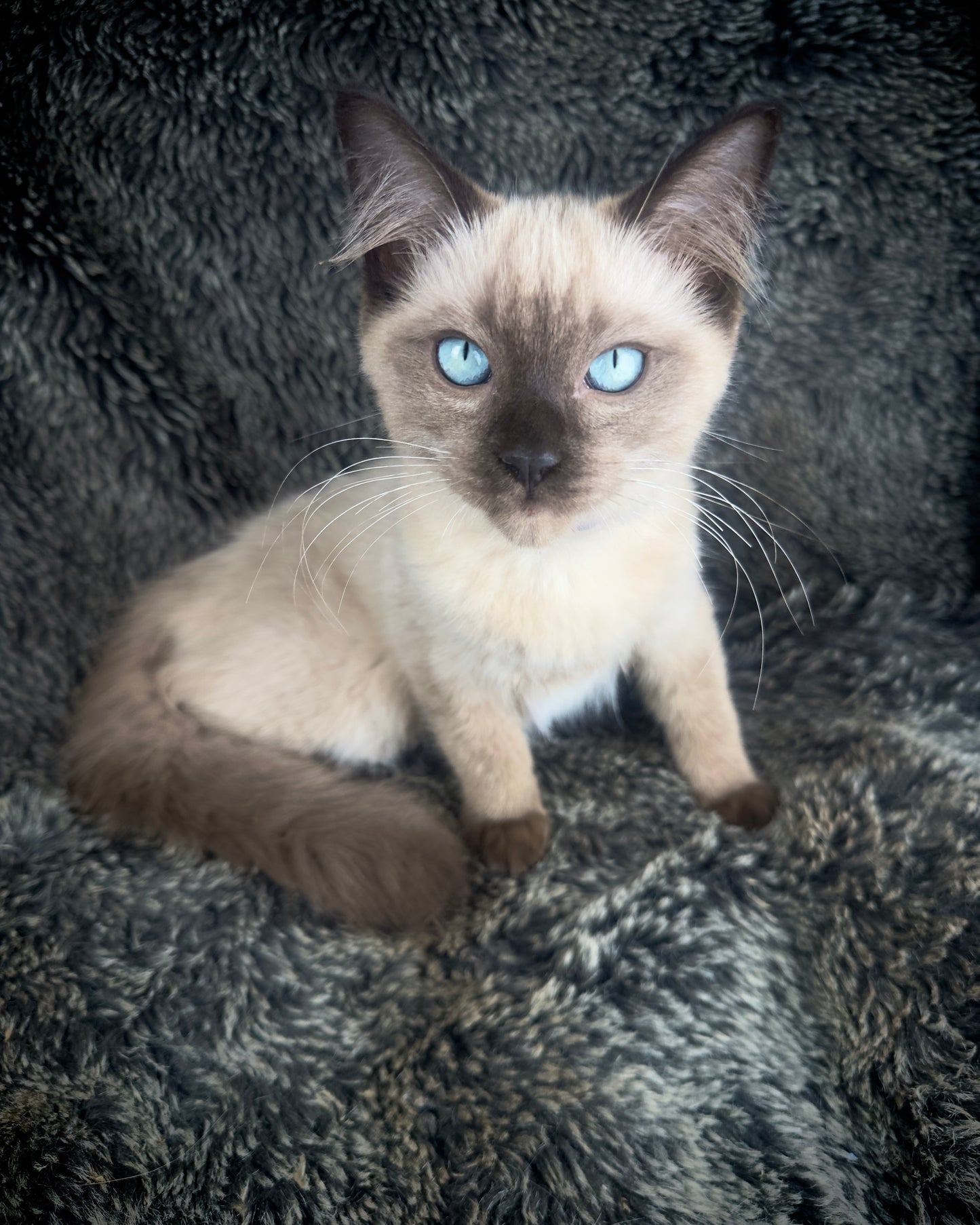 Bon Bon - Sepia Seal - FEMALE - AVAILABLE 8/2/25