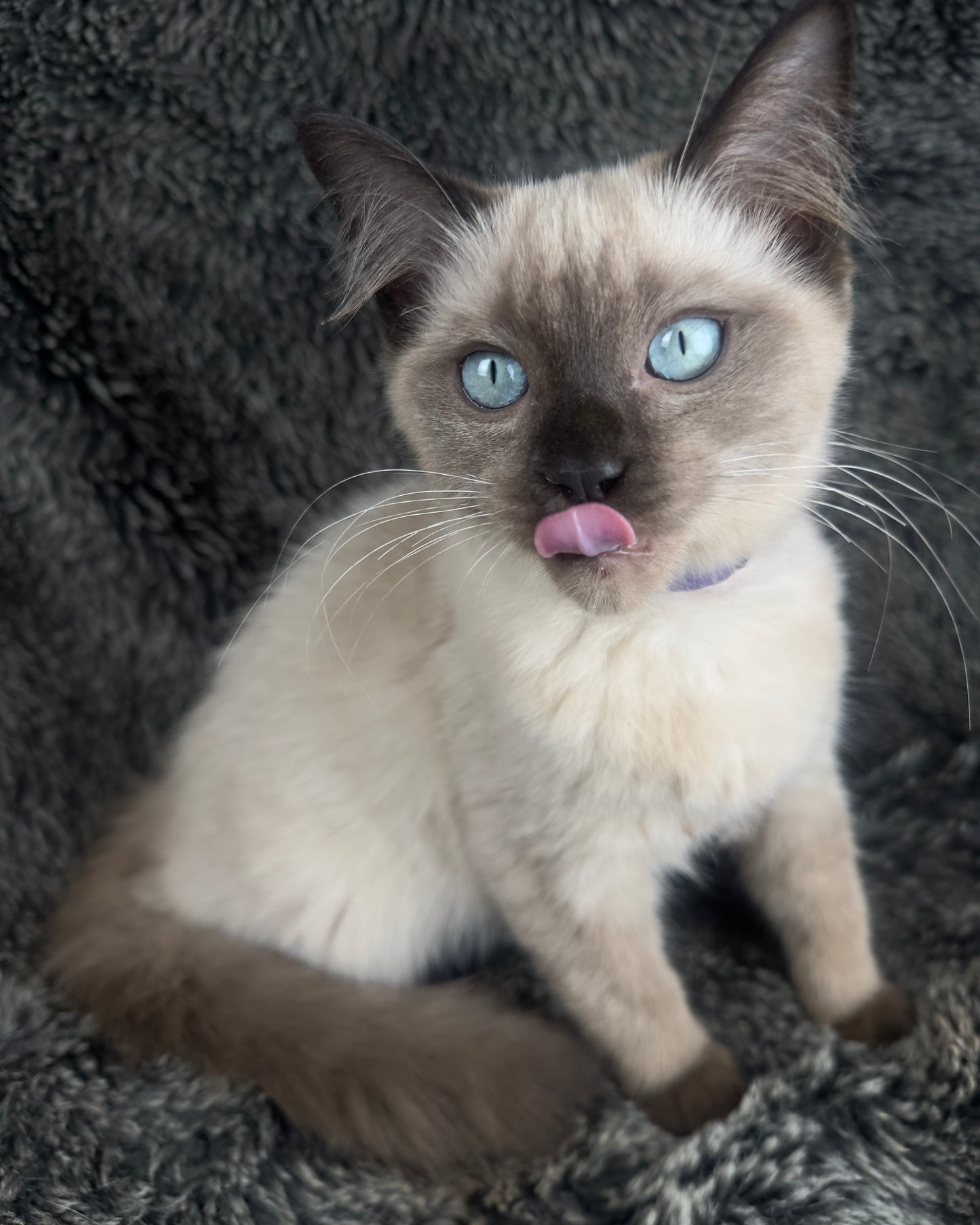 Bon Bon - Sepia Seal - FEMALE - AVAILABLE 8/2/25