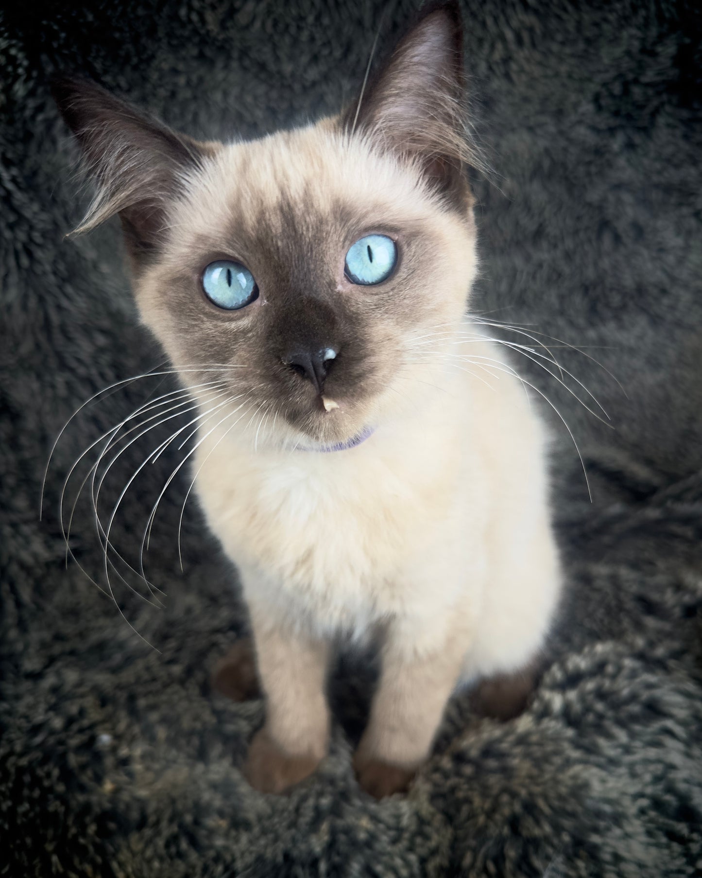Bon Bon - Sepia Seal - FEMALE - AVAILABLE 8/2/25