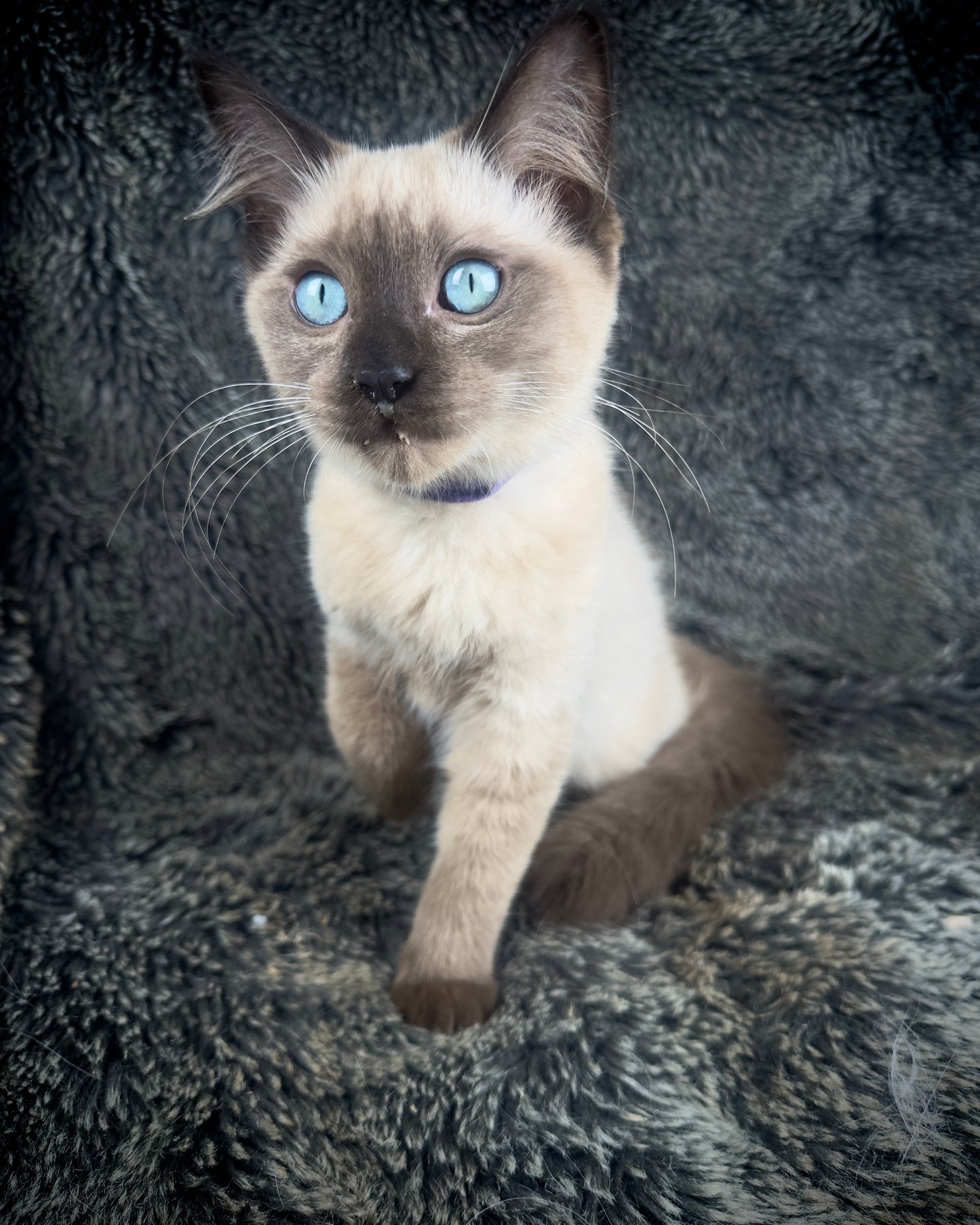 Bon Bon - Sepia Seal - FEMALE - AVAILABLE 8/2/25