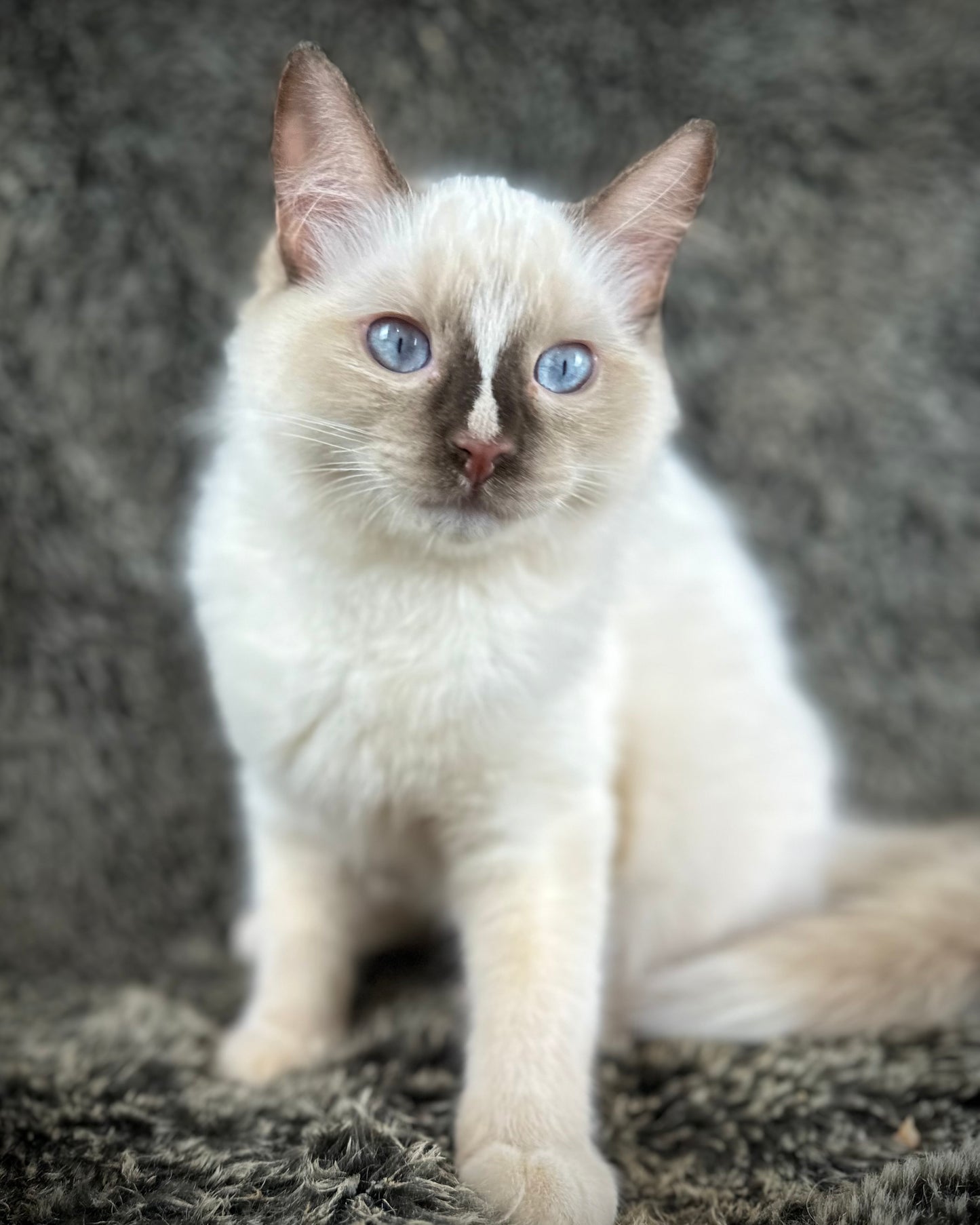 Liberty - chocolate Mitted with Blaze - MALE - AVAILABLE 7/4/25