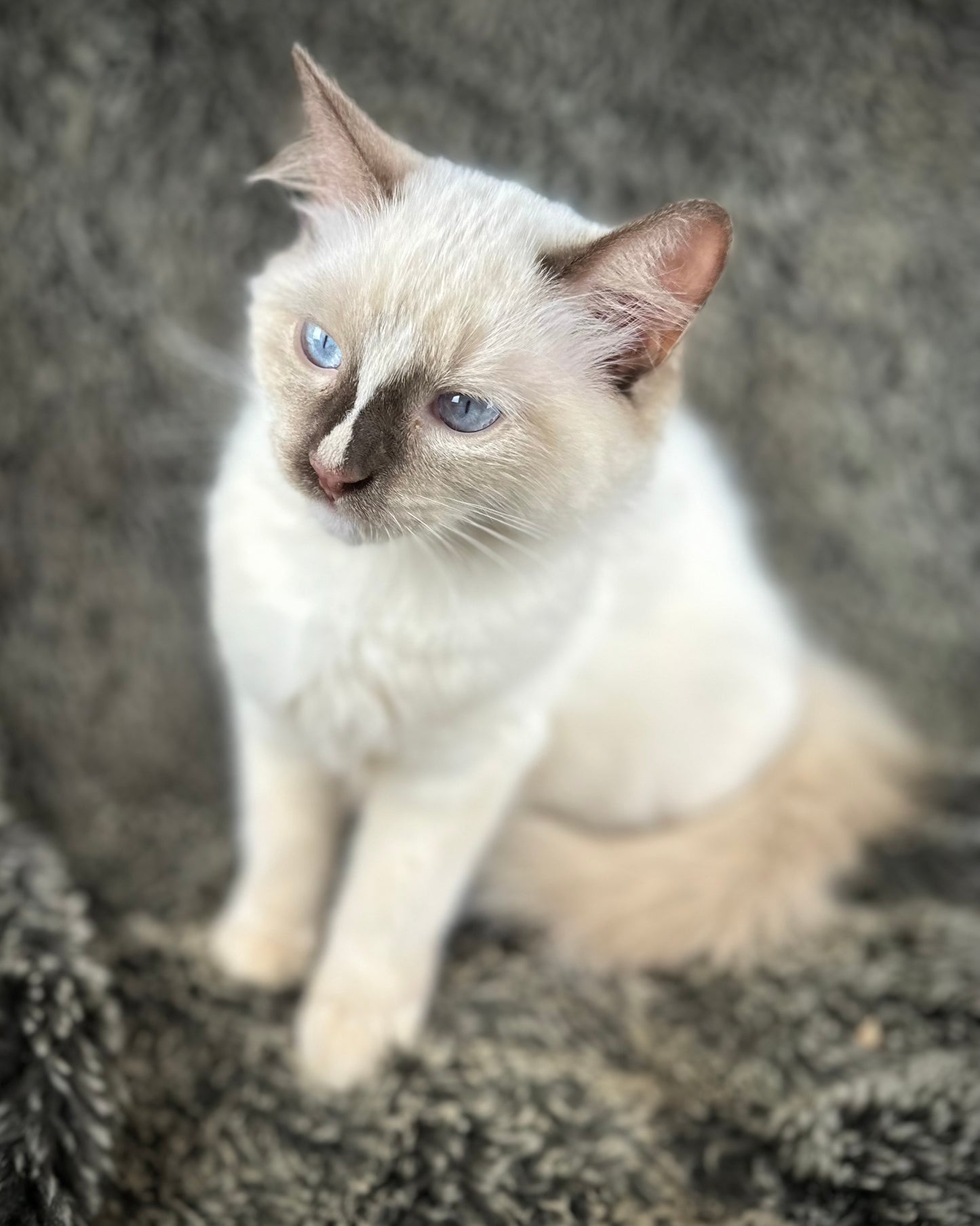 Liberty - chocolate Mitted with Blaze - MALE - AVAILABLE 7/4/25