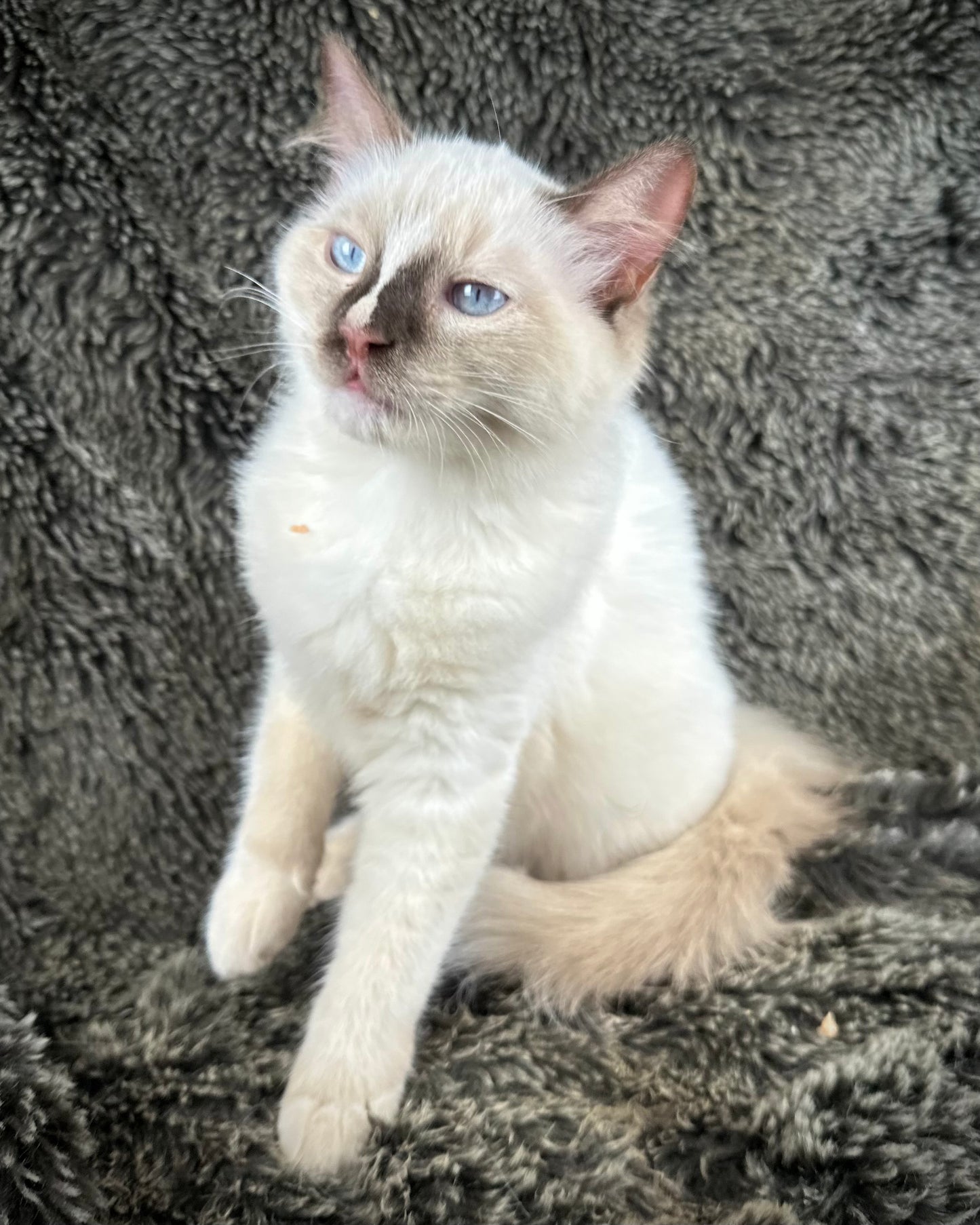 Liberty - chocolate Mitted with Blaze - MALE - AVAILABLE 7/4/25
