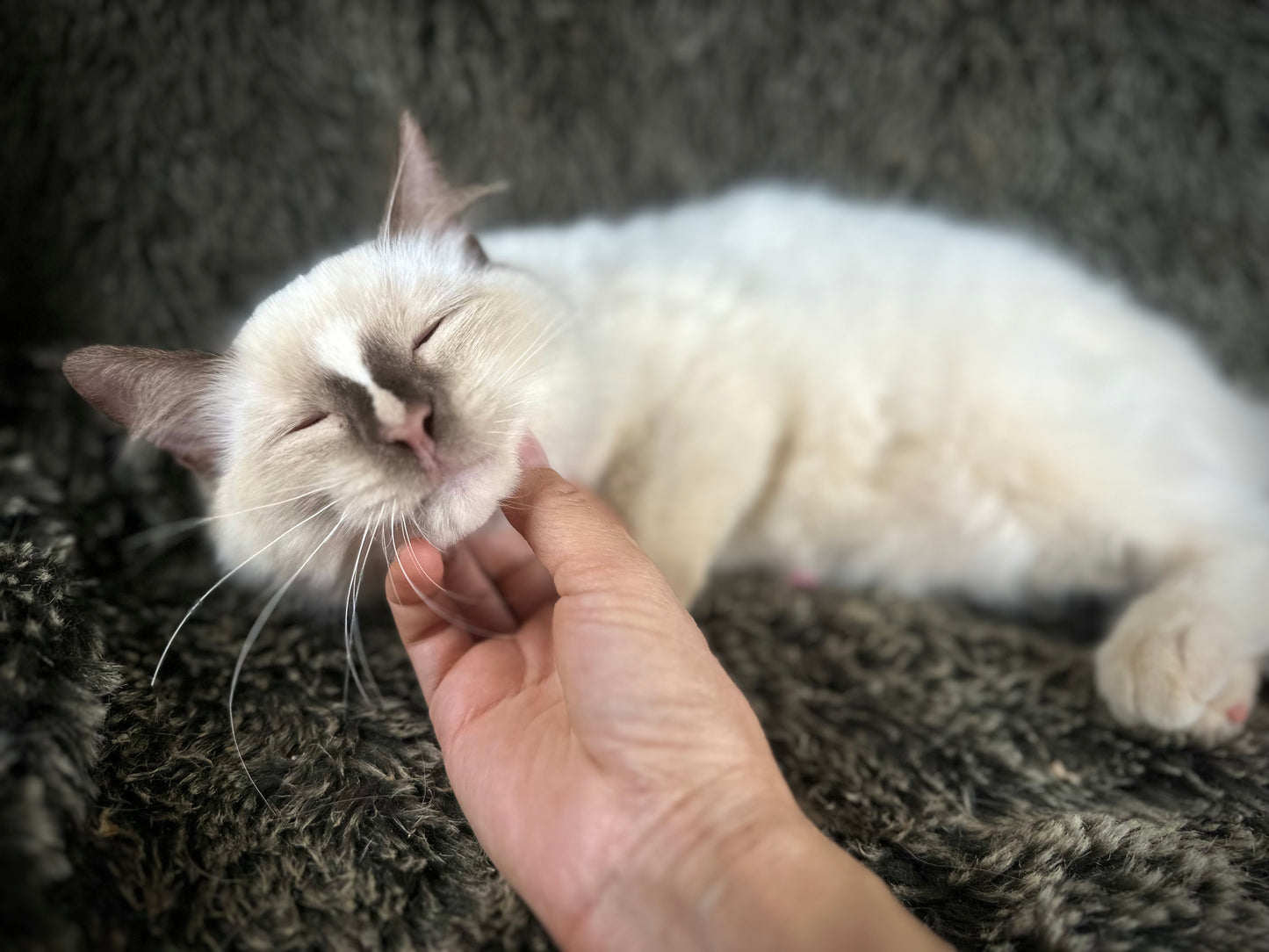 Liberty - chocolate Mitted with Blaze - MALE - AVAILABLE 7/4/25