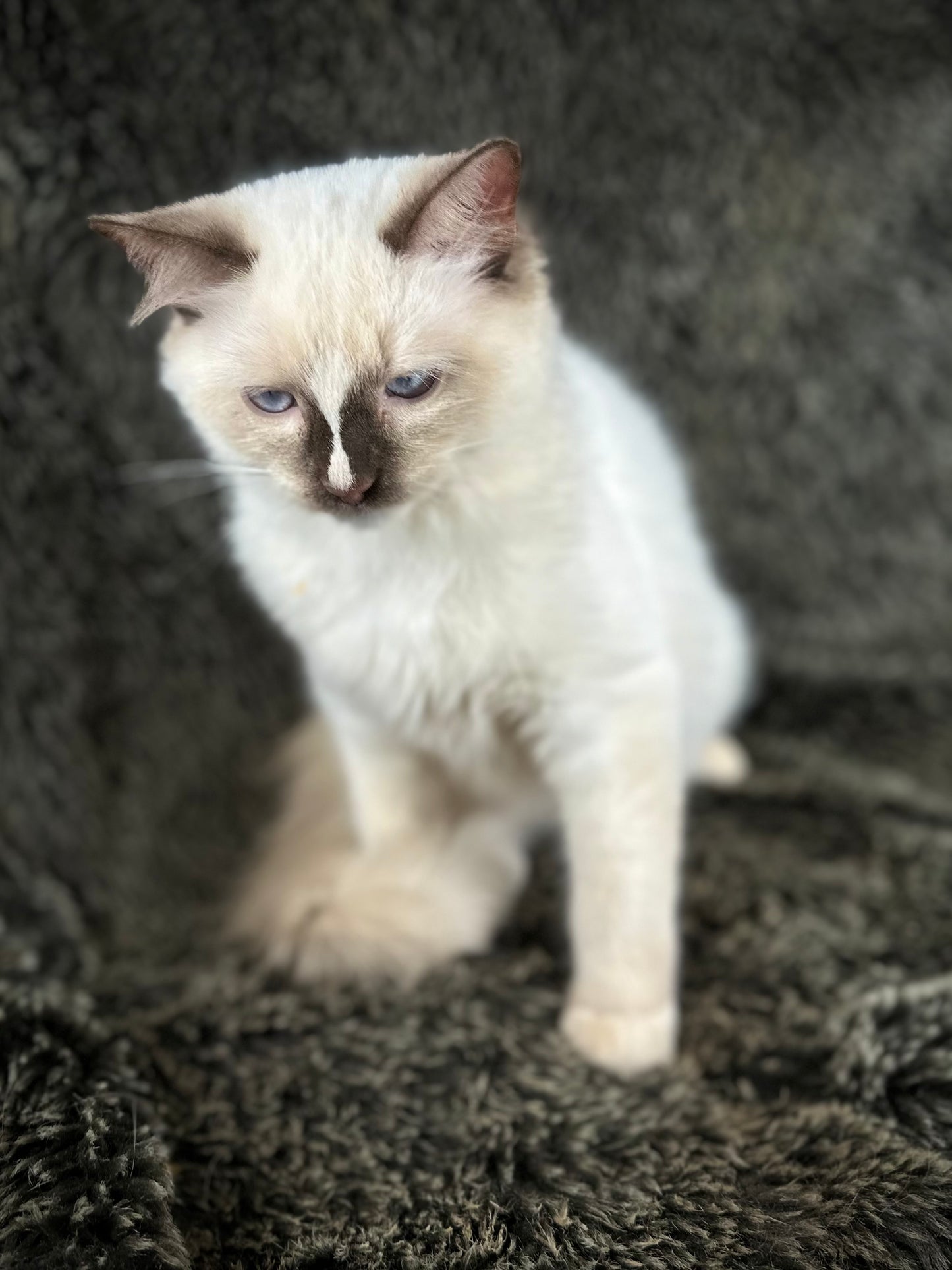 Liberty - chocolate Mitted with Blaze - MALE - AVAILABLE 7/4/25