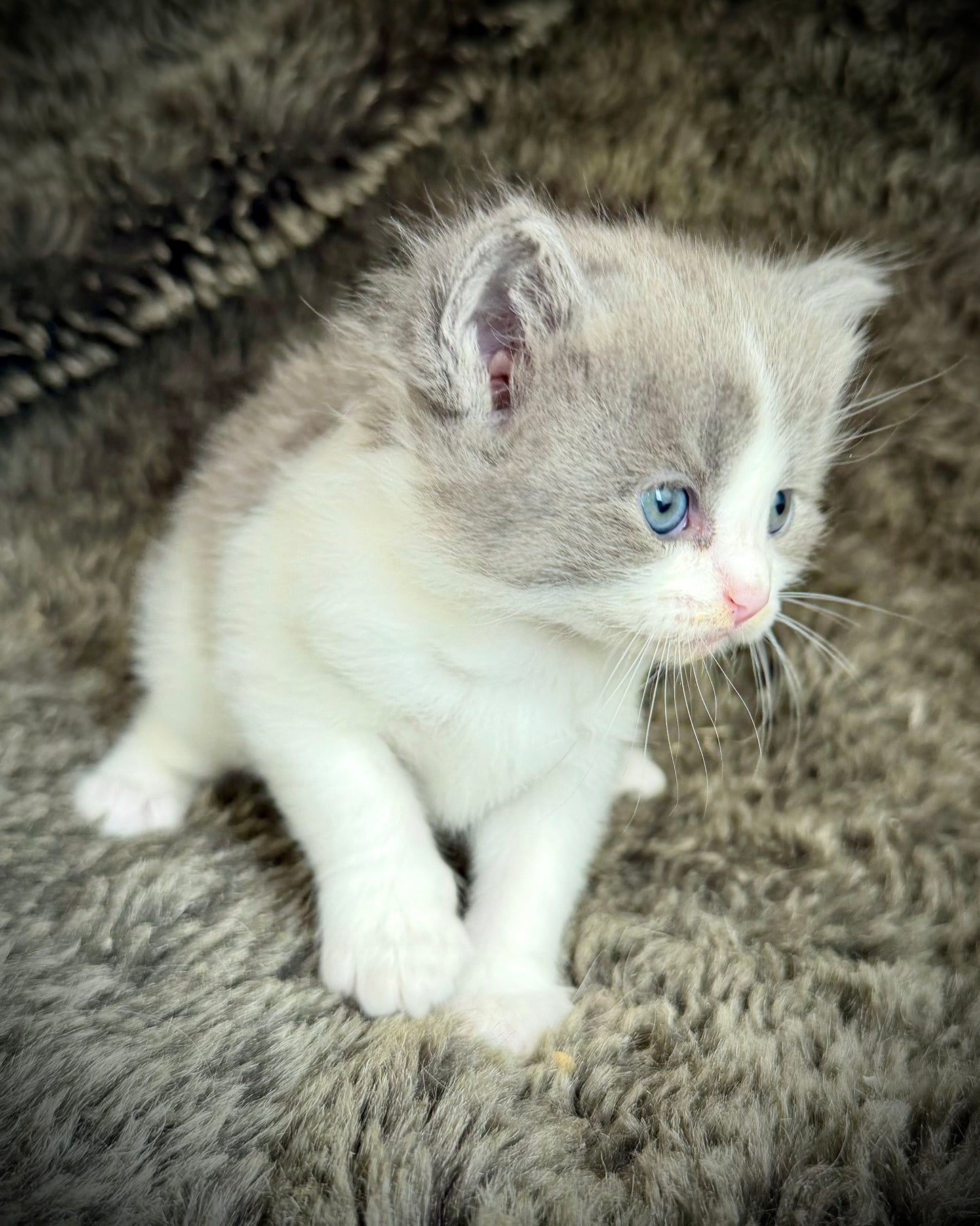 Macaroon - MALE - Blue Bicolor solid