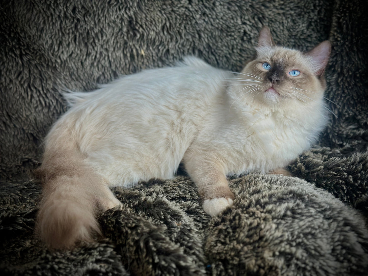 Horchata Seal point mitted MALE - AVAILABLE